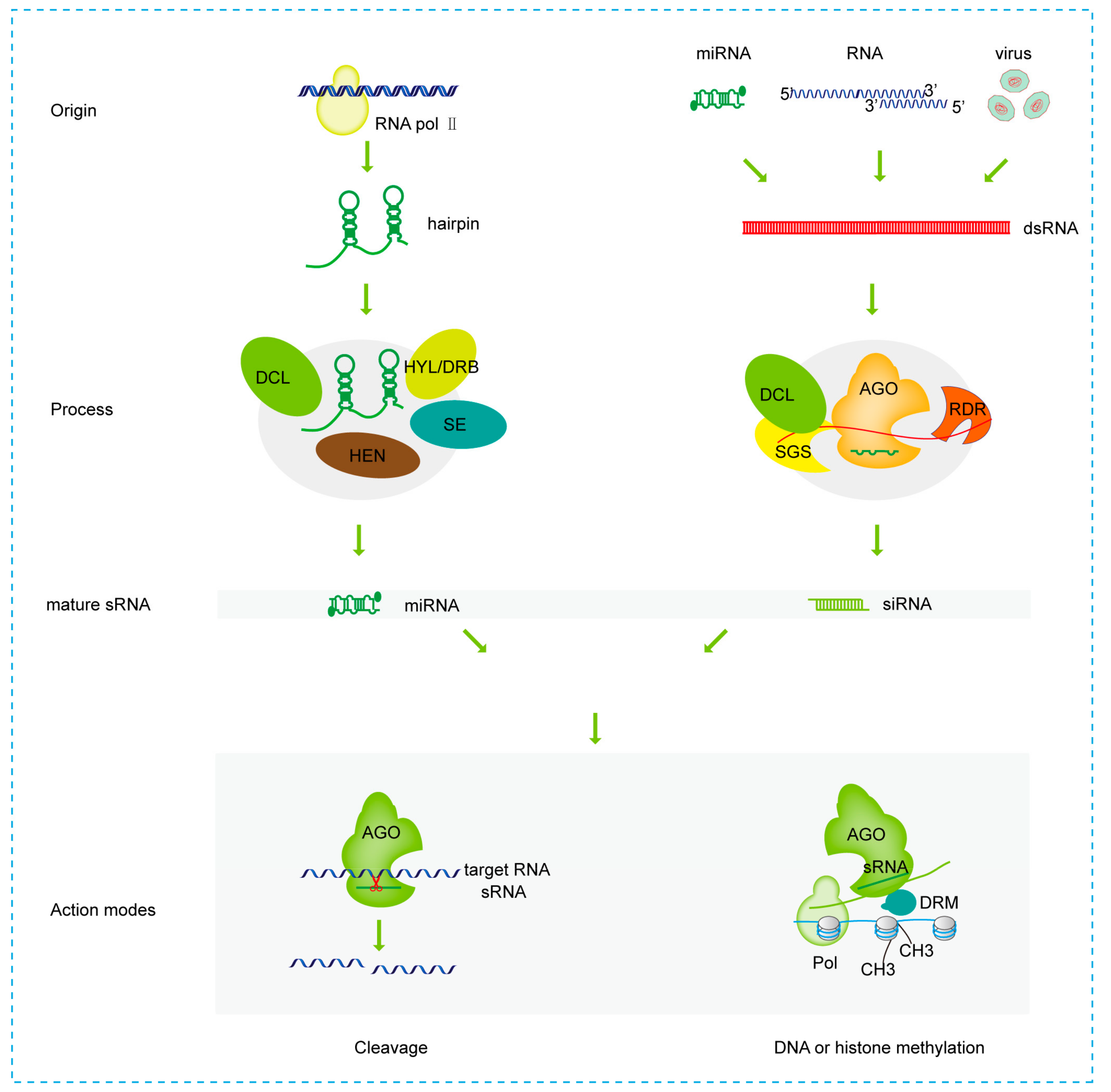Viruses | Free Full-Text | Roles of Small RNAs in Virus-Plant Interactions
