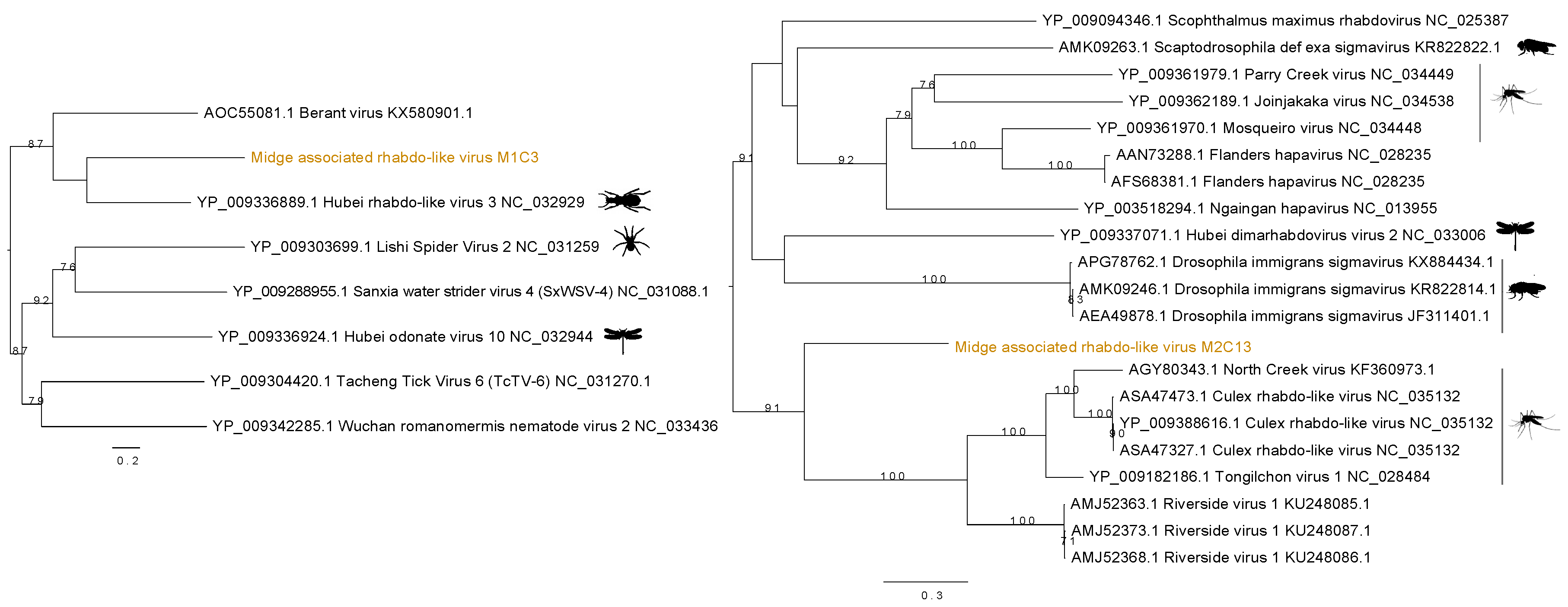 Viruses 11 00865 g004 Viruses 11 00865 g004