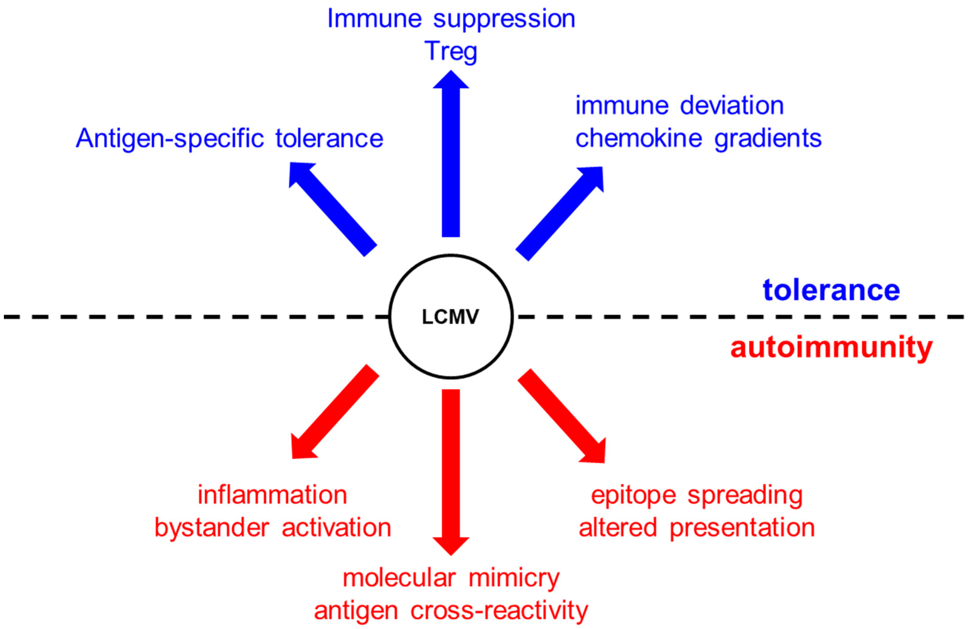 autoimmune theory