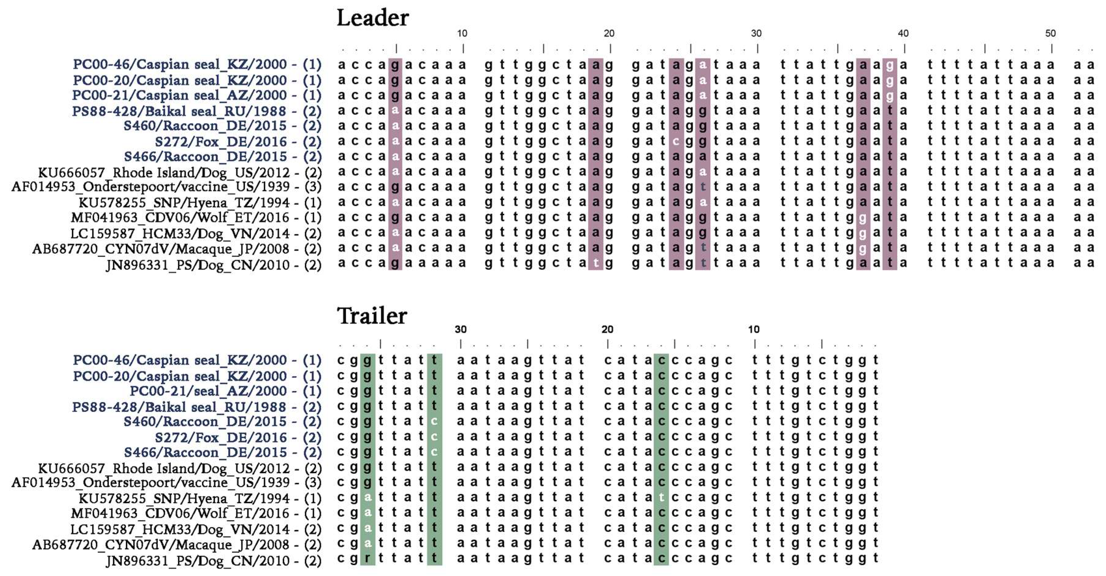 Viruses Free Full Text The Canine Morbillivirus Strain Associated With An Epizootic In Caspian Seals Provides New Insights Into The Evolutionary History Of This Virus Html