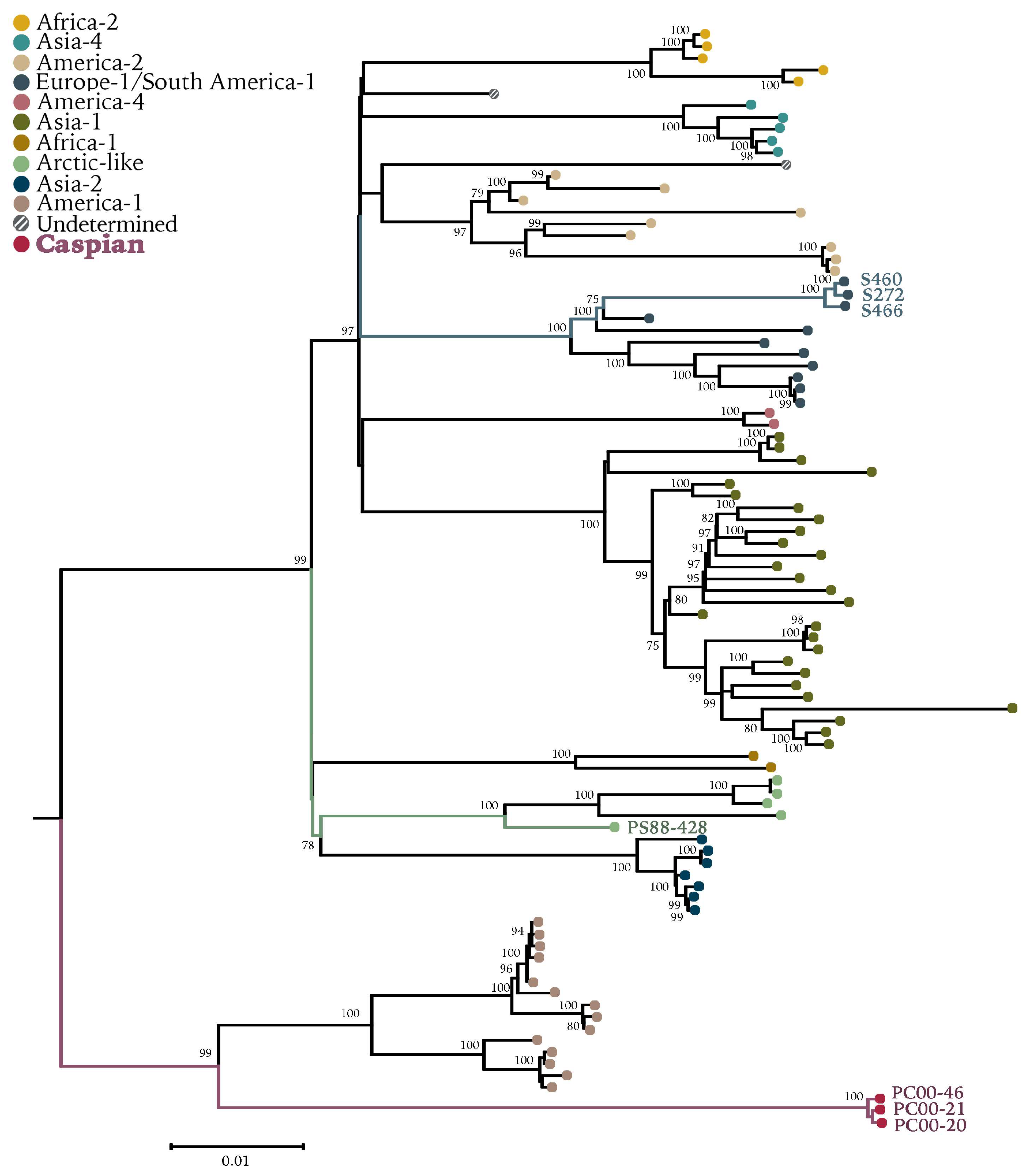 Viruses Free Full Text The Canine Morbillivirus Strain Associated With An Epizootic In Caspian Seals Provides New Insights Into The Evolutionary History Of This Virus Html