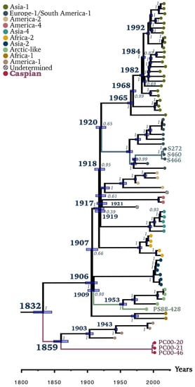 Viruses Free Full Text The Canine Morbillivirus Strain Associated With An Epizootic In Caspian Seals Provides New Insights Into The Evolutionary History Of This Virus Html