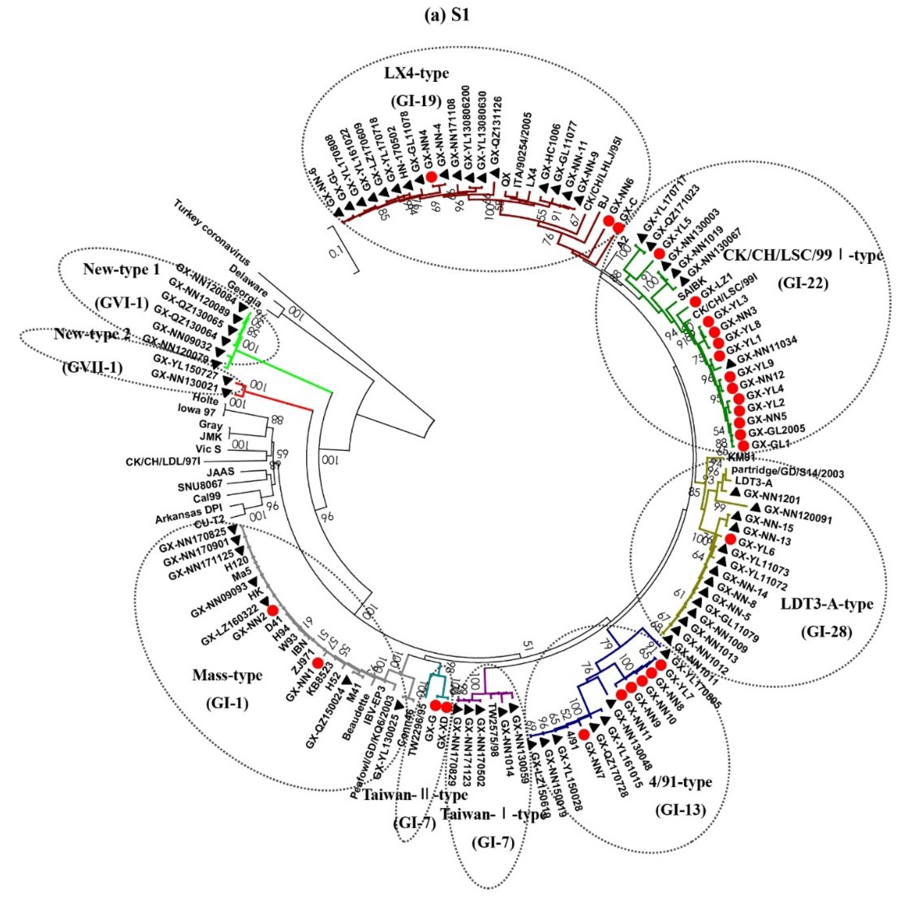 Viruses | Free Full-Text | Genetic Analysis of Avian Coronavirus 