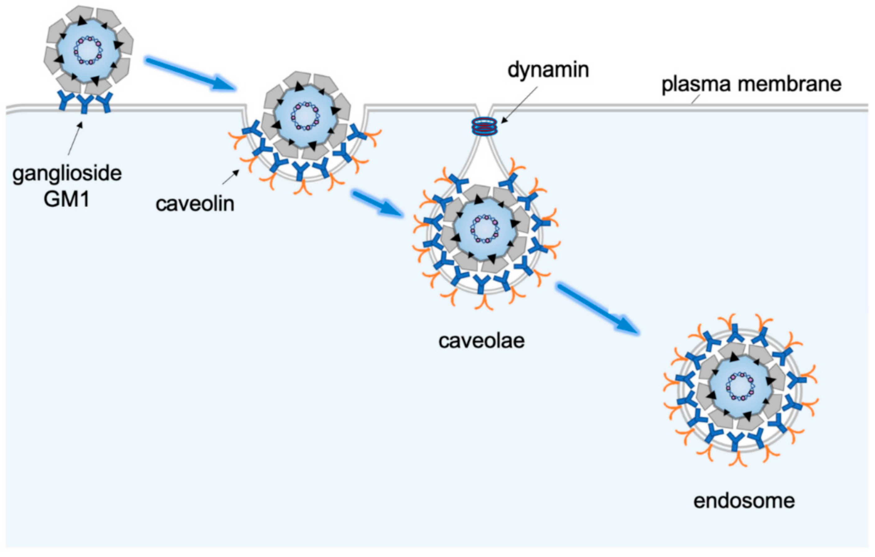 Viruses | Free Full-Text | SV40 Hijacks Cellular Transport, Membrane