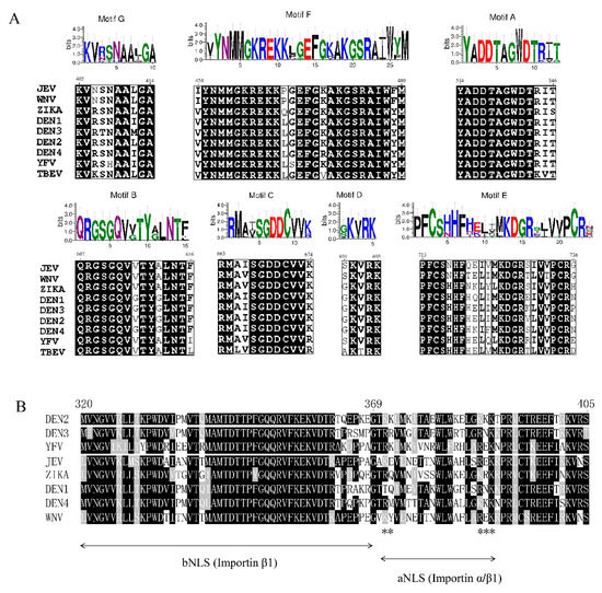 Viruses Free Full Text Flavivirus Rna Dependent Rna Polymerase Interacts With Genome Utrs And Viral Proteins To Facilitate Flavivirus Rna Replication Html