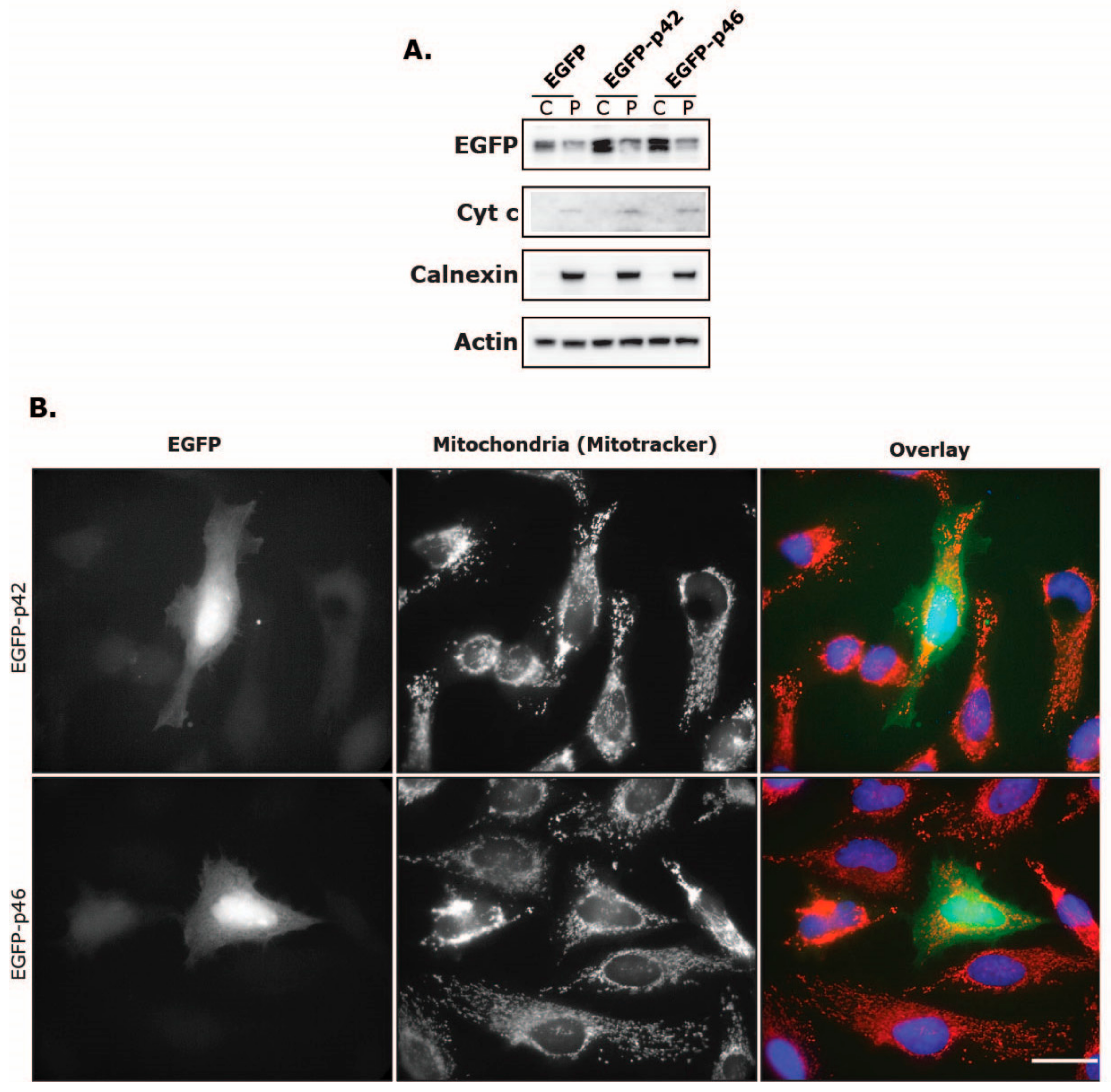 Viruses 11 01122 g008 Viruses 11 01122 g008