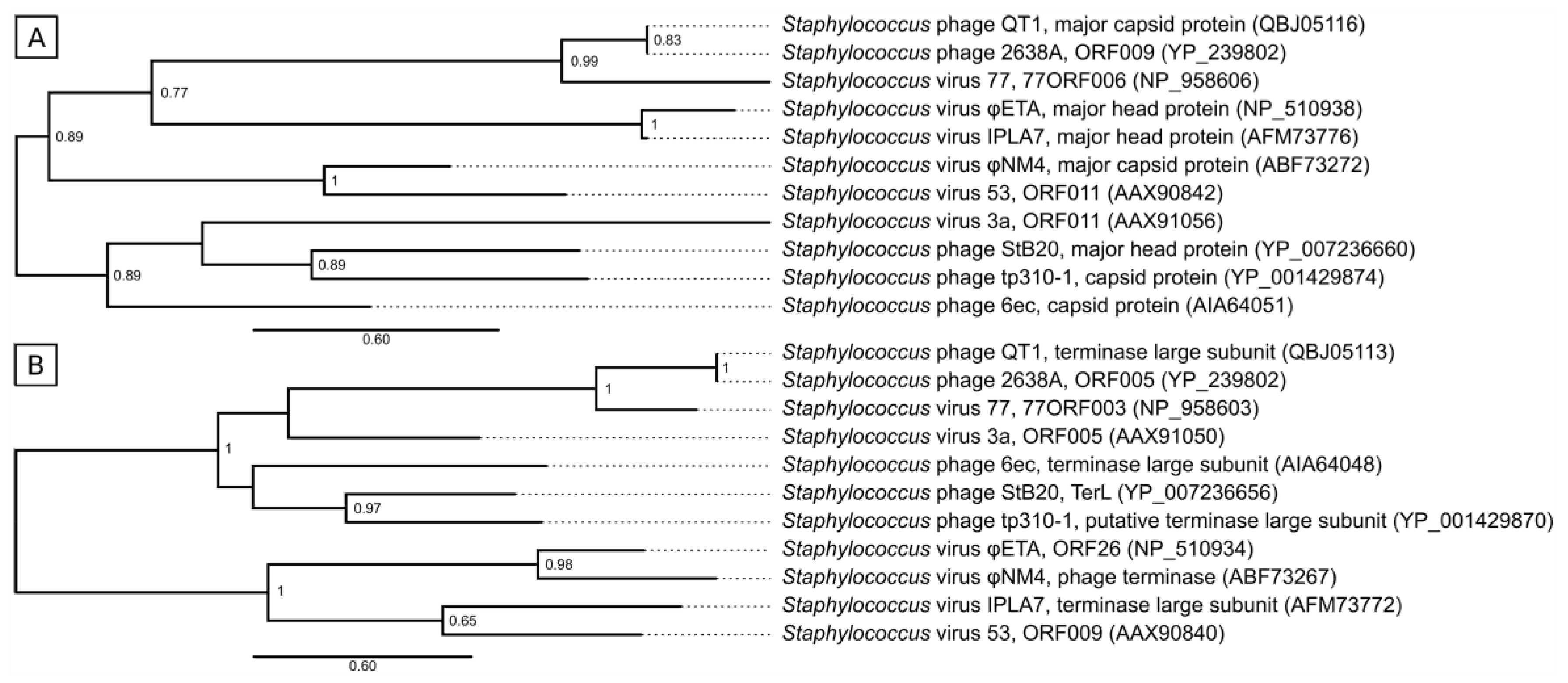 Viruses 11 01143 g005 Viruses 11 01143 g005