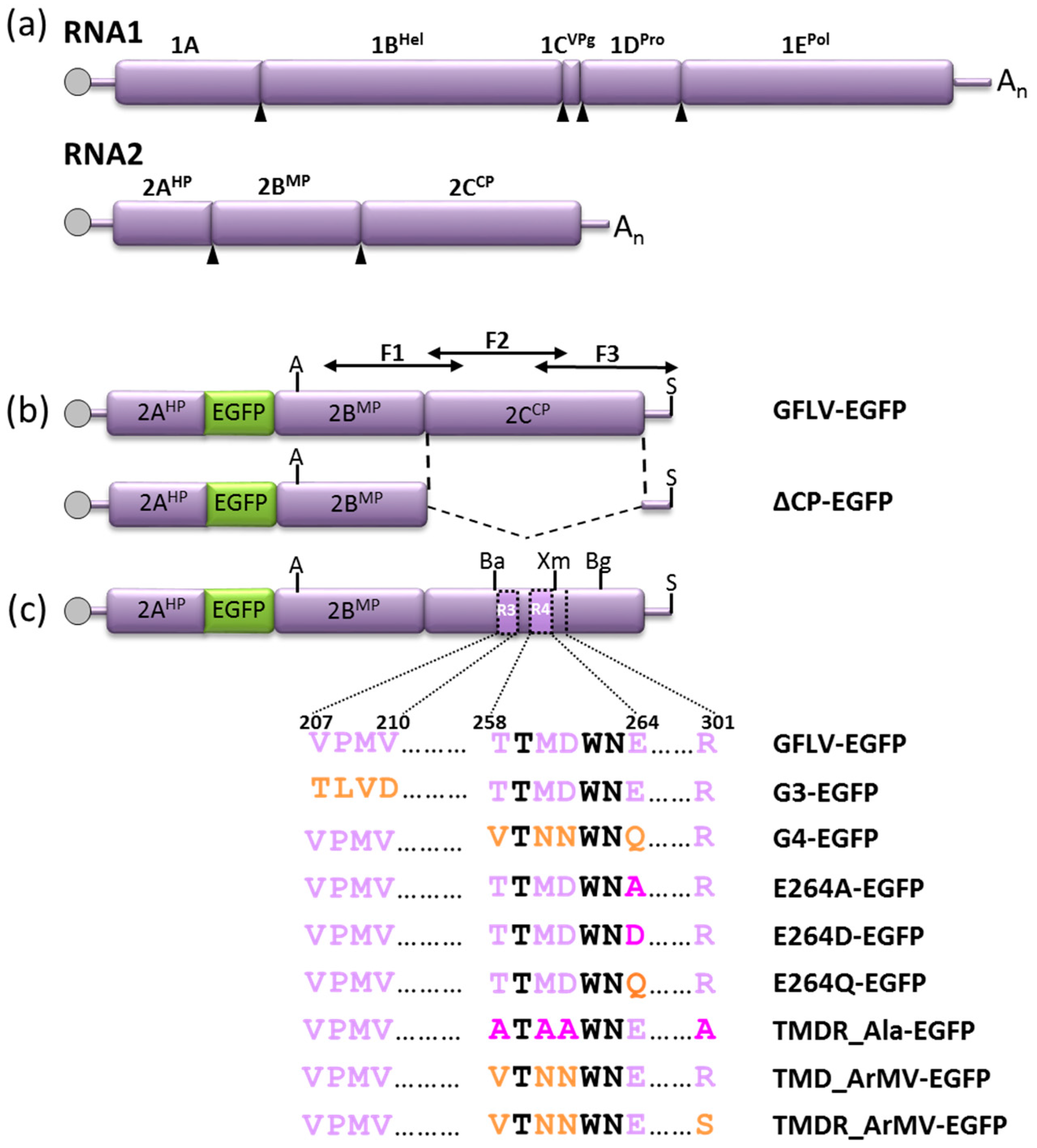 Viruses 11 01146 g002 Viruses 11 01146 g002