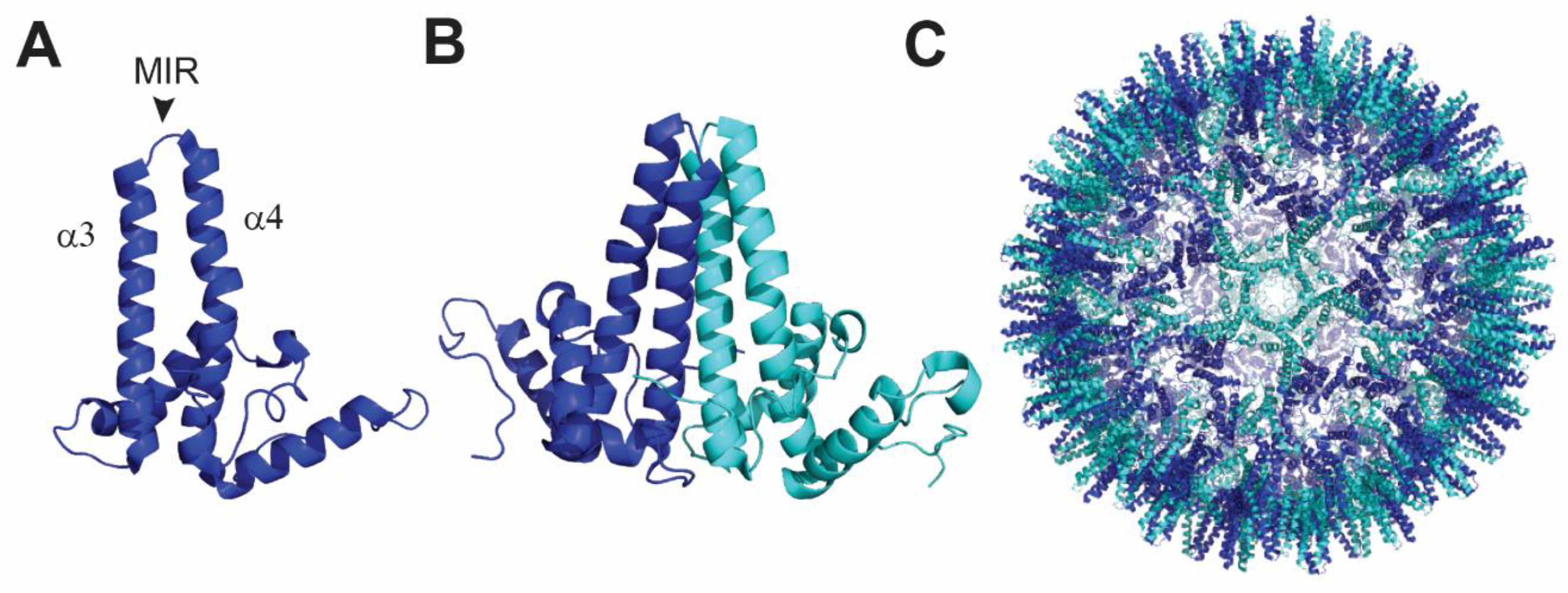 Viruses 12 00035 g002 Viruses 12 00035 g002