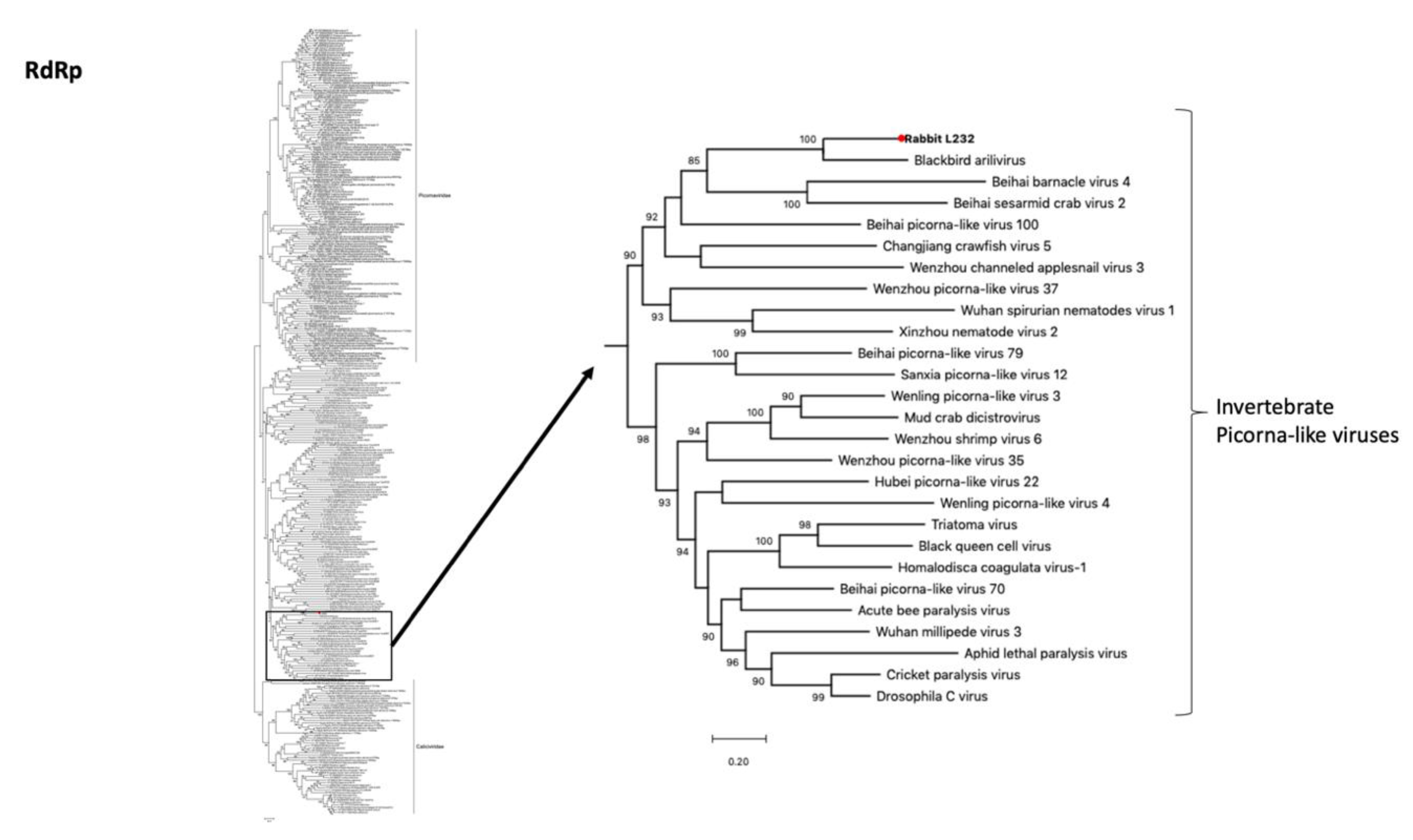Viruses 12 00047 g006 Viruses 12 00047 g006