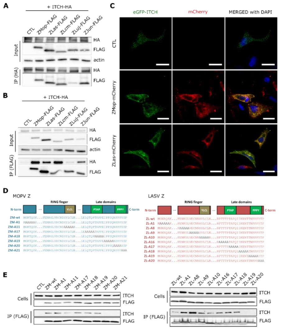 Viruses 12 00049 g002 Viruses 12 00049 g002