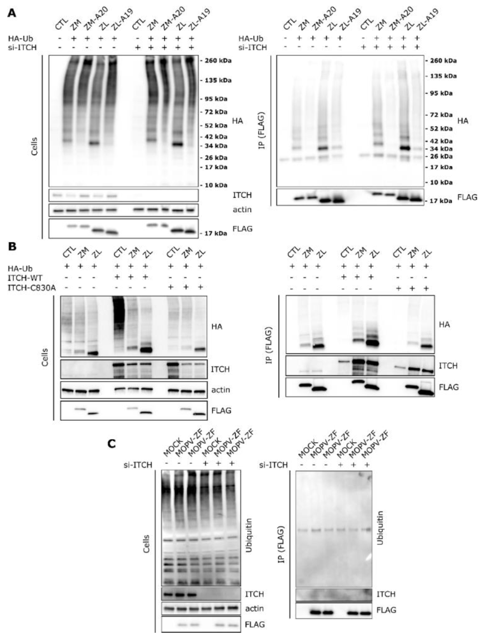 Viruses 12 00049 g003 Viruses 12 00049 g003