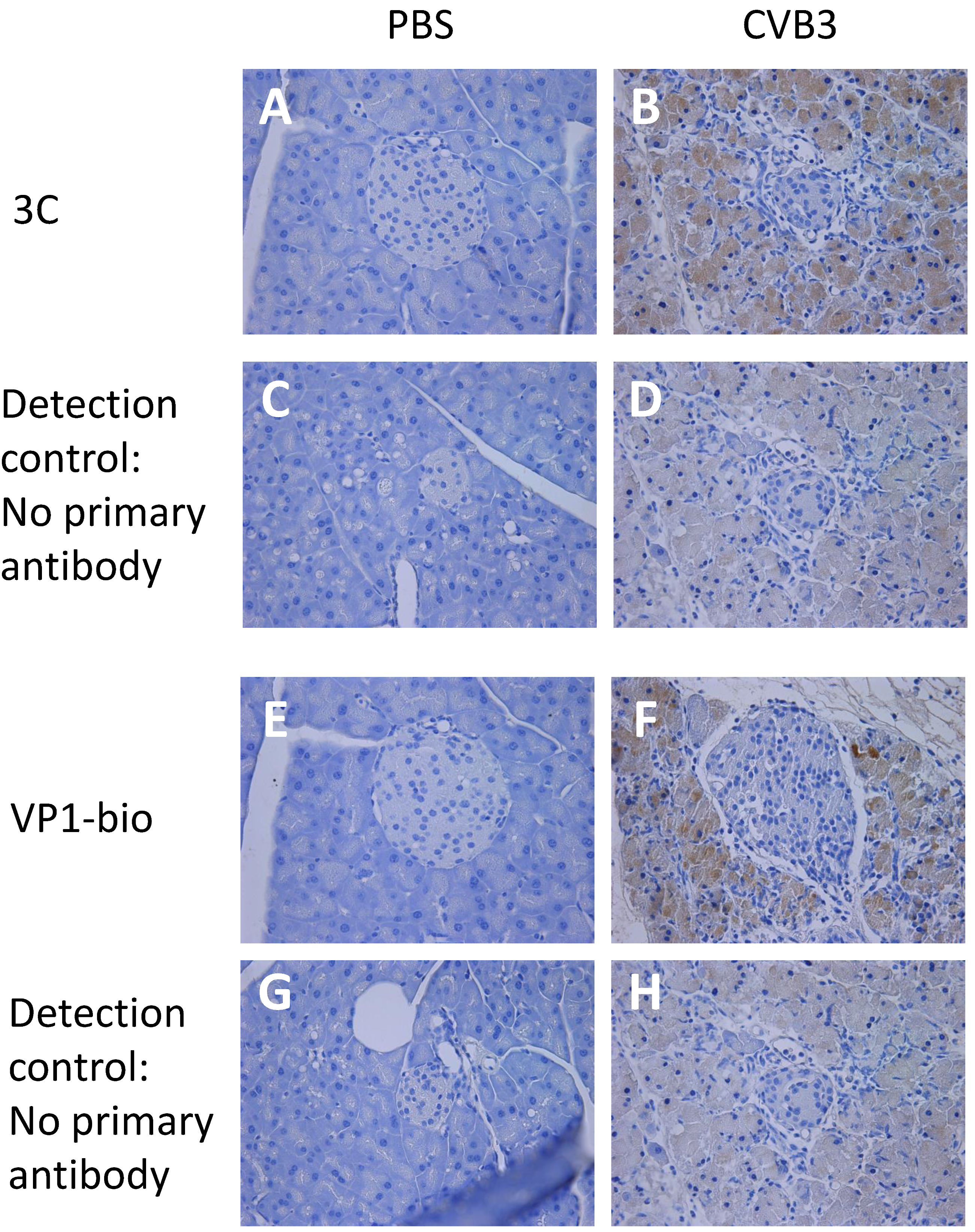 Viruses 12 00078 g001