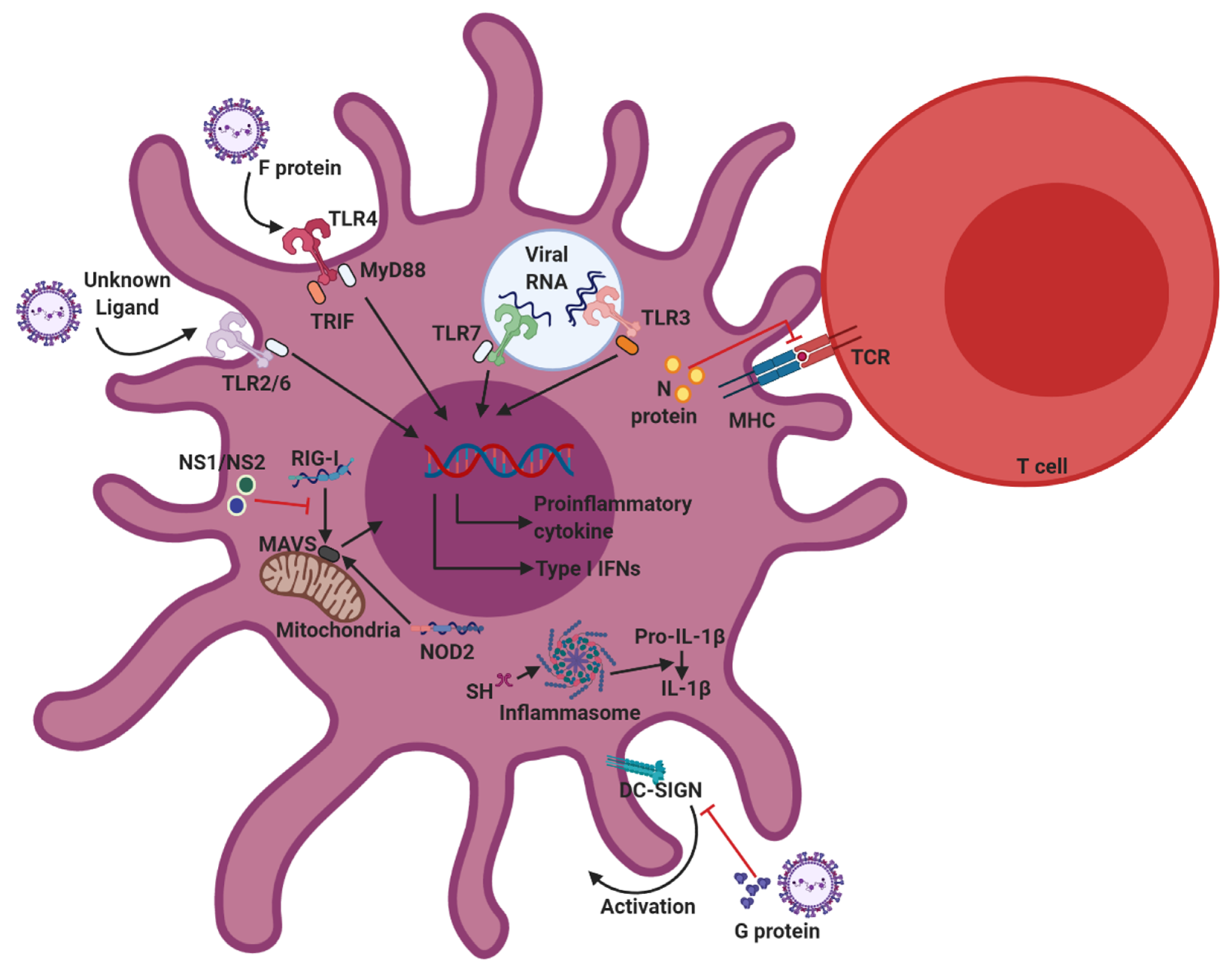 Вирус декабрь 2023. РСВ вирус. 12 Вирусов. Сектор 12 вирус. Immunomodulation.