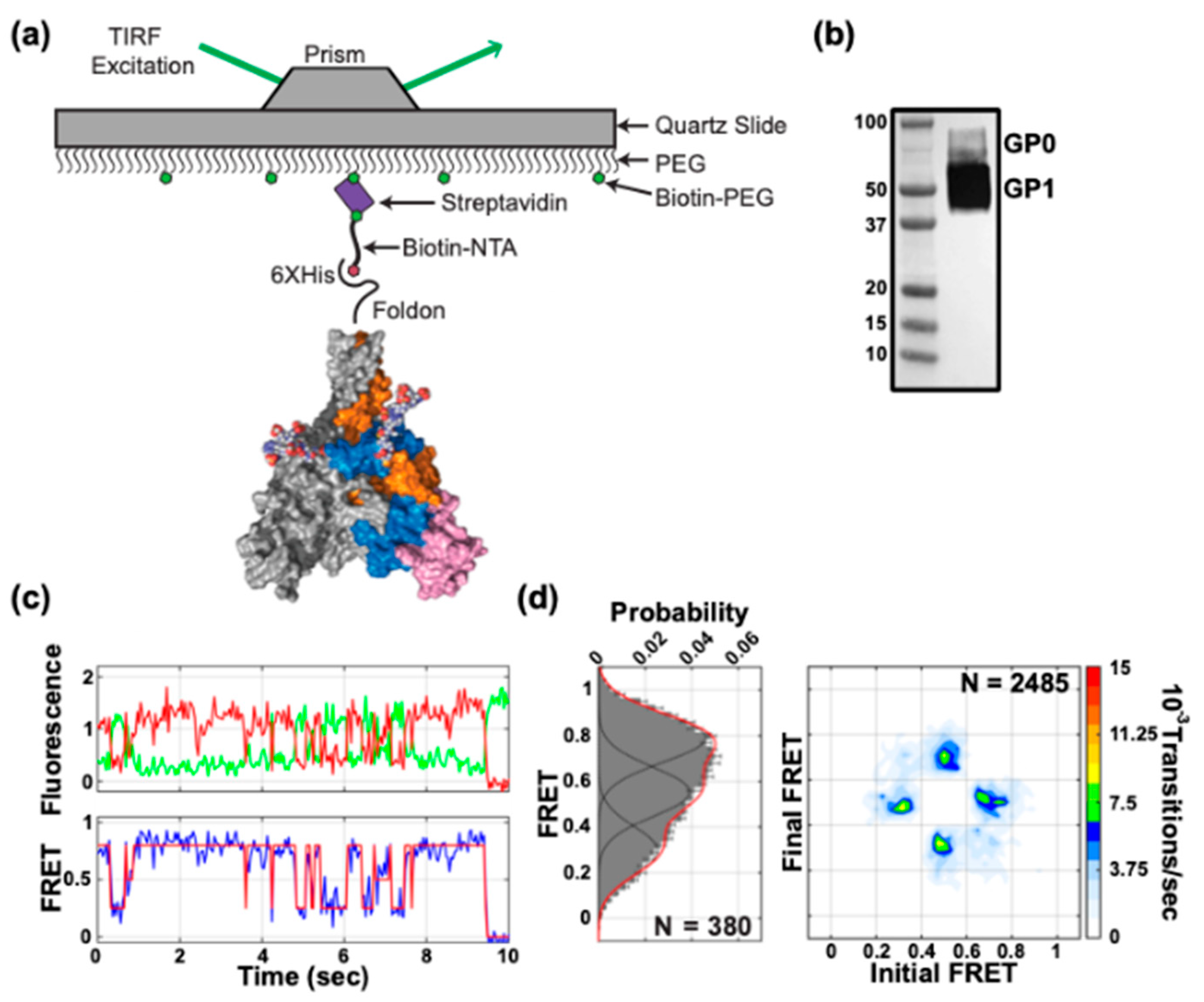 Viruses 12 00103 g003