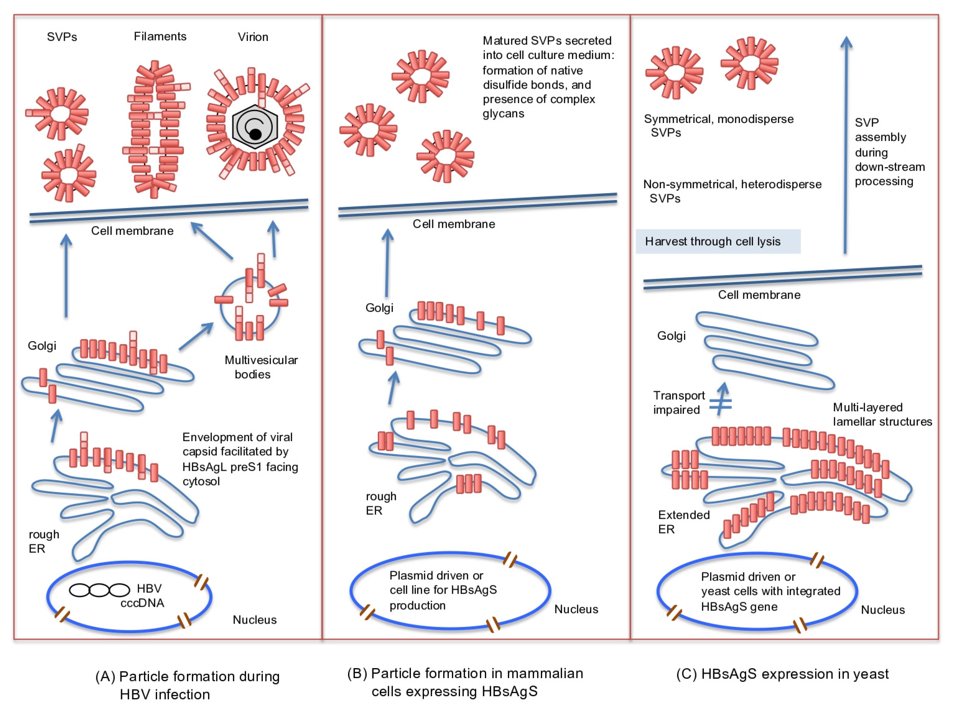 Viruses Free Full Text Hepatitis B Virus Hbv Subviral Particles As Protective Vaccines And Vaccine Platforms Html