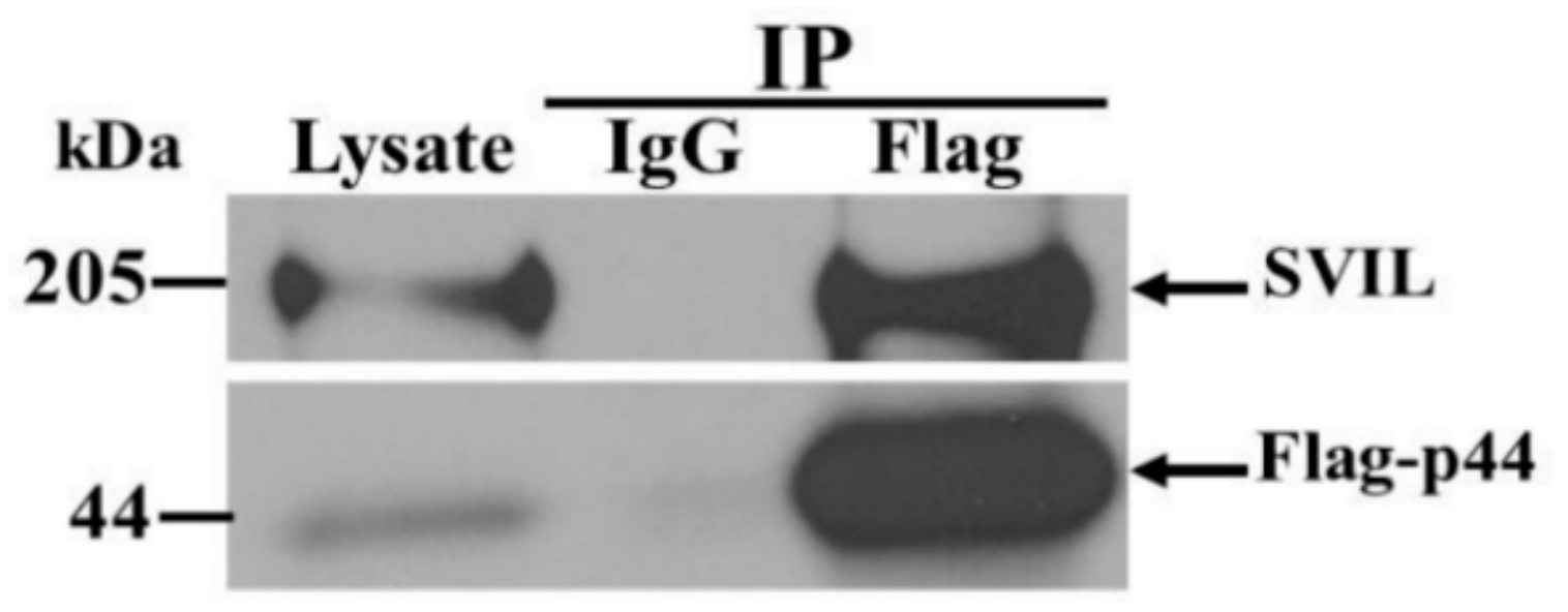 Viruses 12 00152 g006