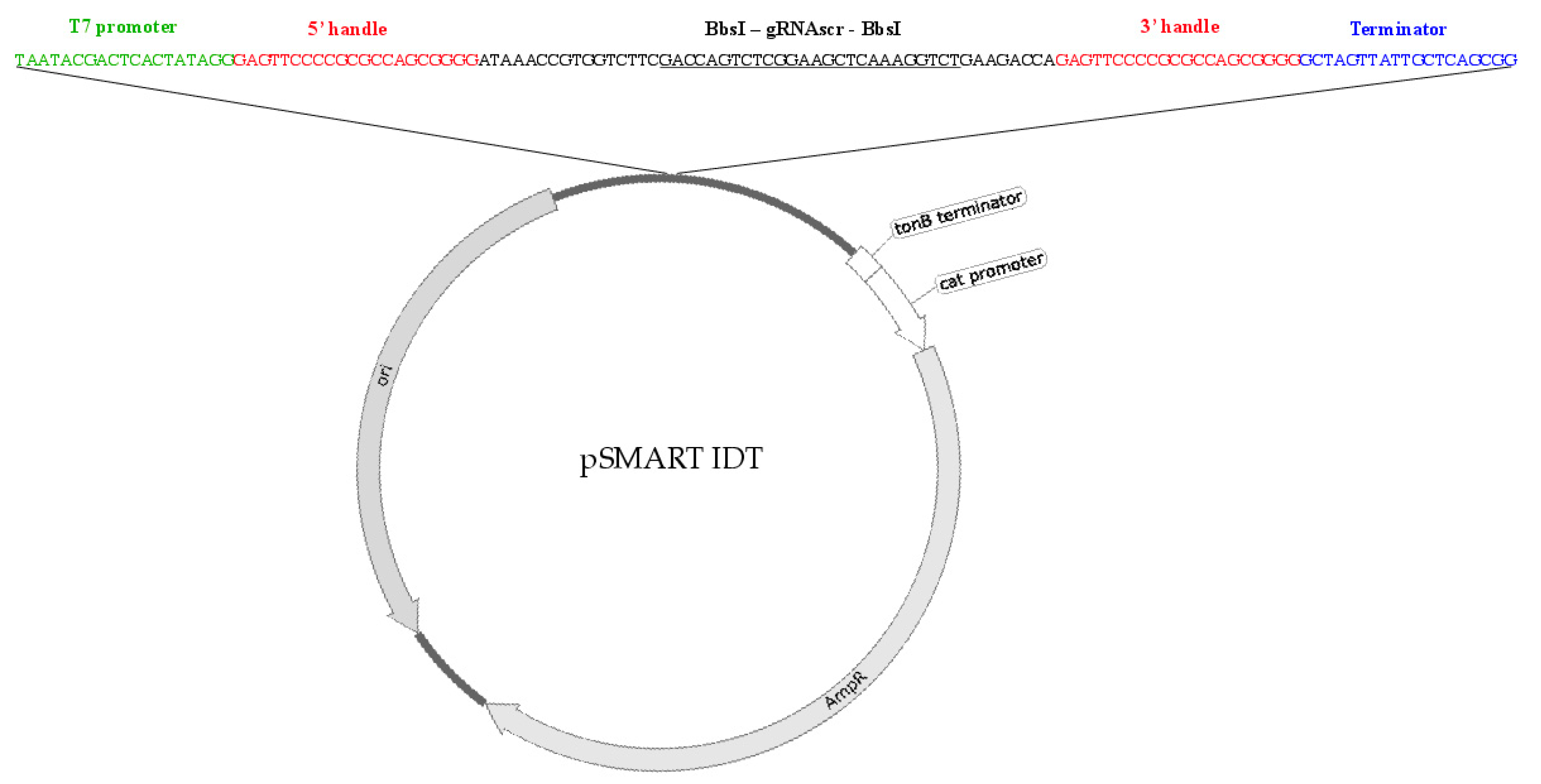 Viruses 12 00193 g003