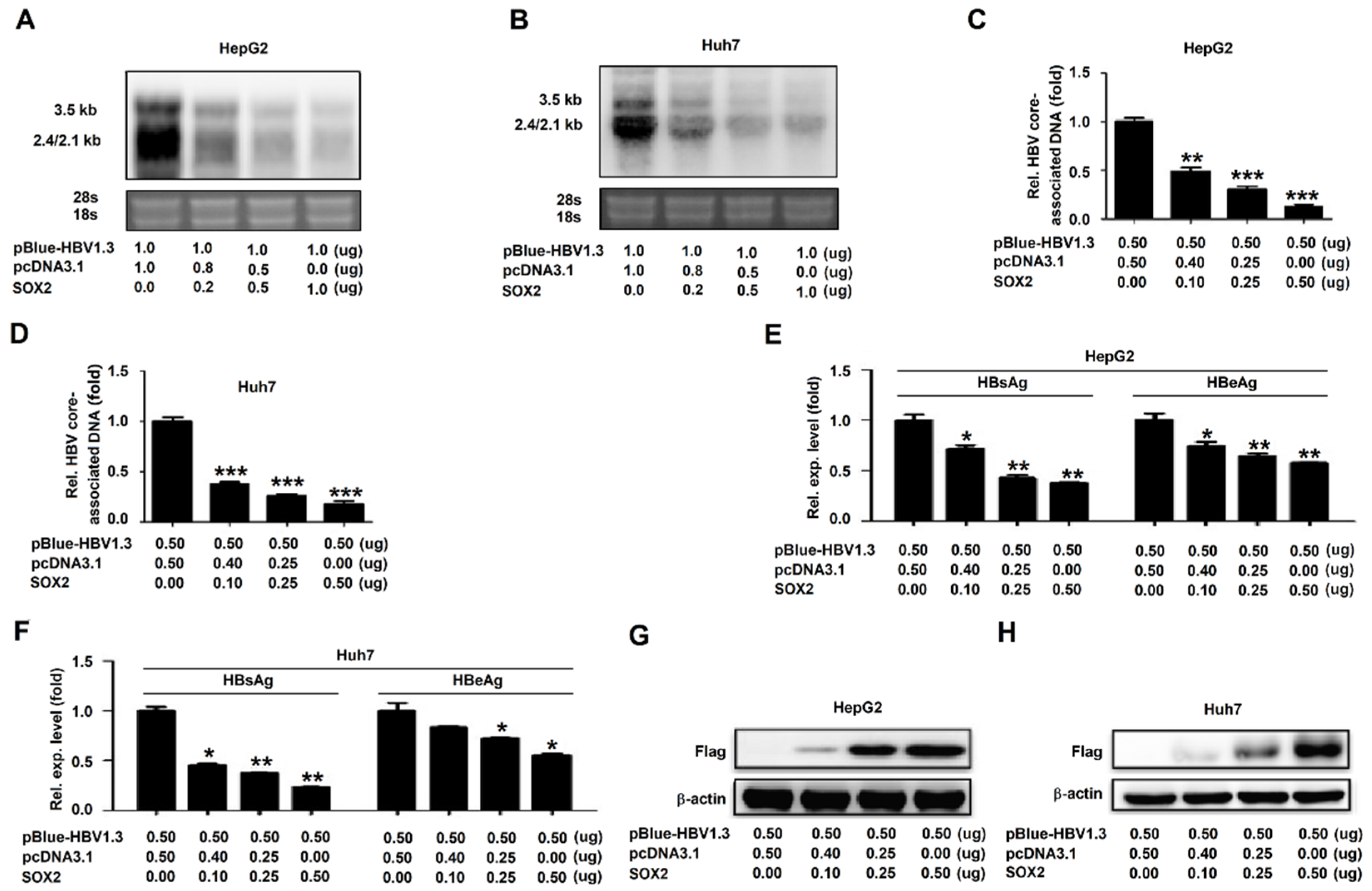 Viruses Free Full Text Sox2 Represses Hepatitis B Virus Replication By Binding To The Viral Enhii Cp And Inhibiting The Promoter Activation Html