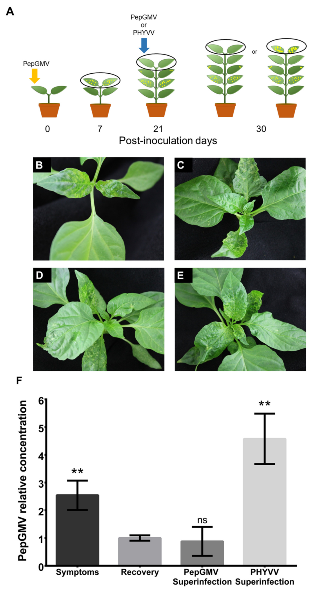 Viruses 12 00286 g001