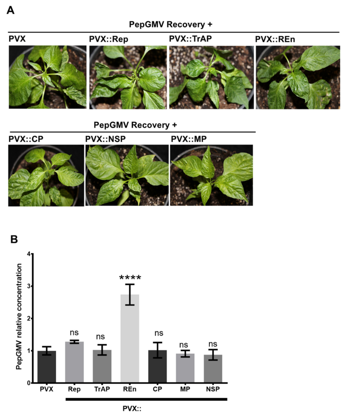 Viruses 12 00286 g004