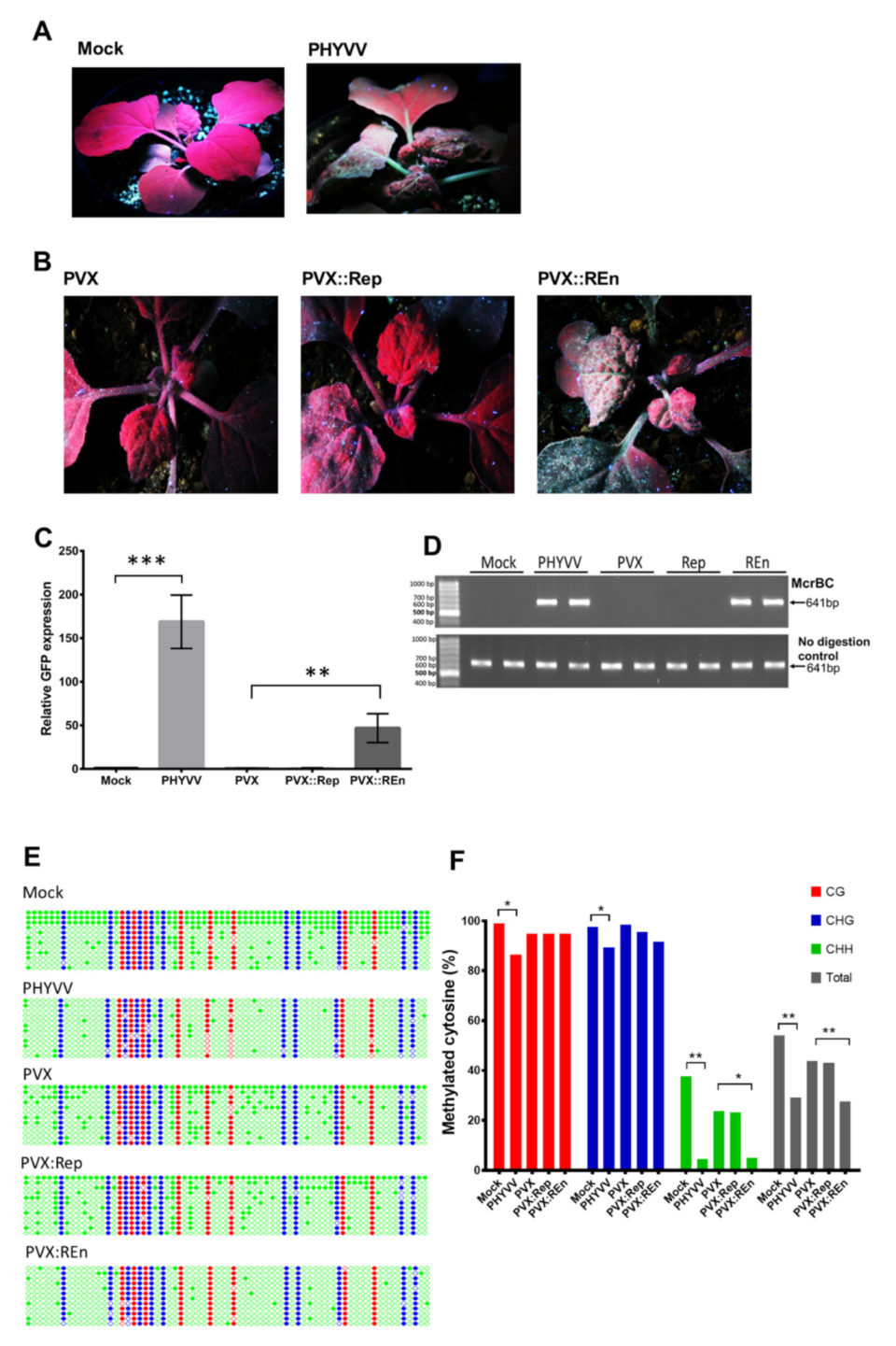 Viruses 12 00286 g006