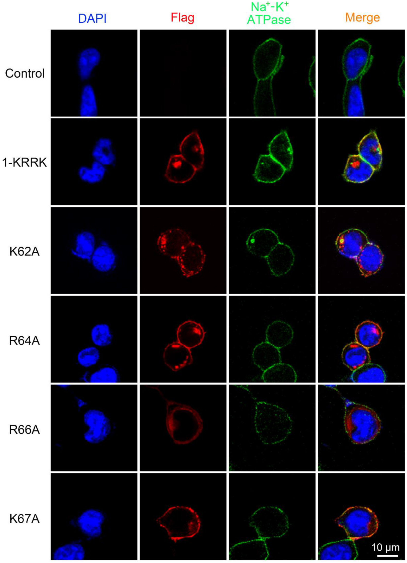 Viruses | Free Full-Text | Topology, Antiviral Functional Residues 