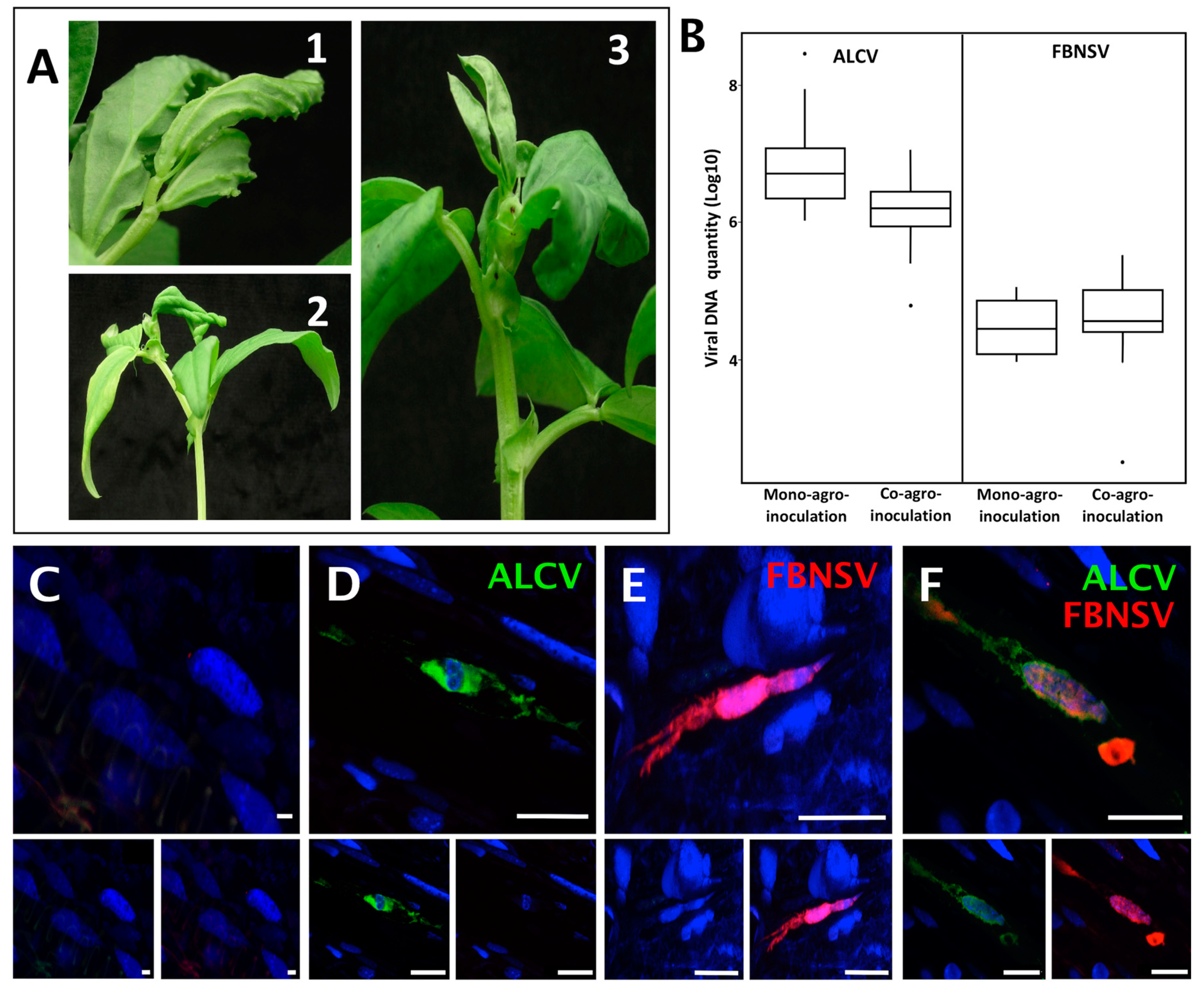 Viruses 12 00299 g001 Viruses 12 00299 g001