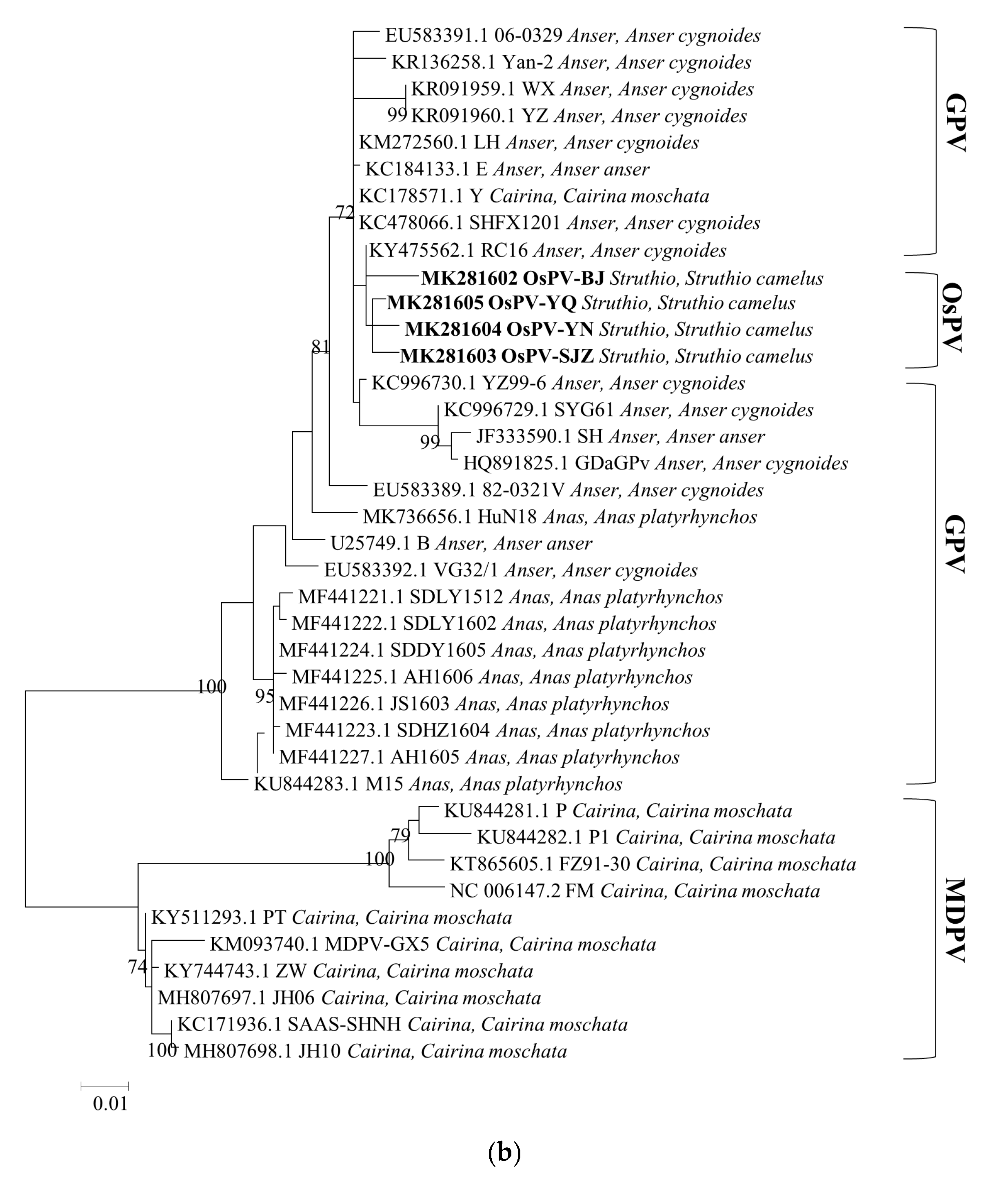 Viruses 12 00334 g002b Viruses 12 00334 g002b