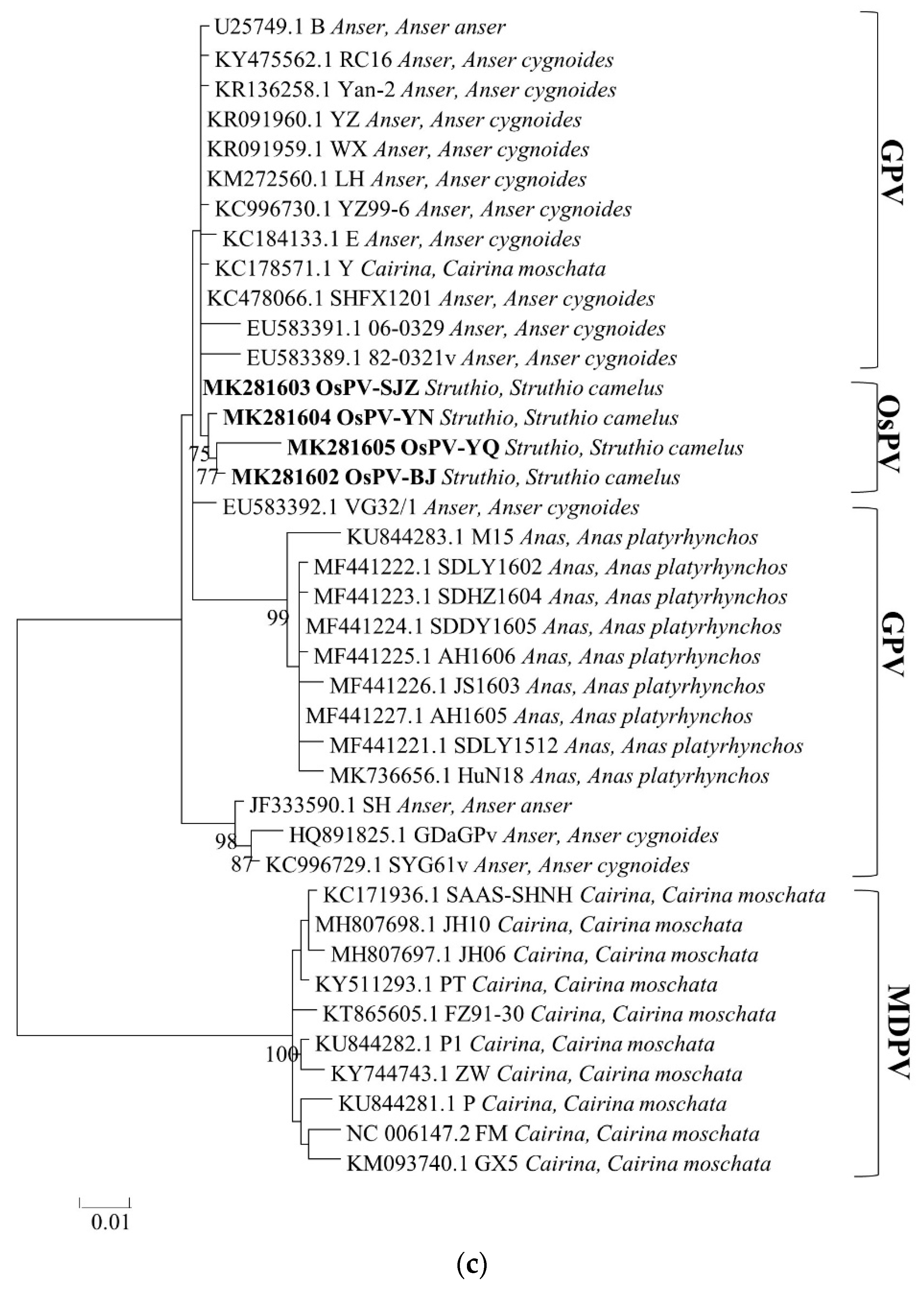 Viruses 12 00334 g002c Viruses 12 00334 g002c