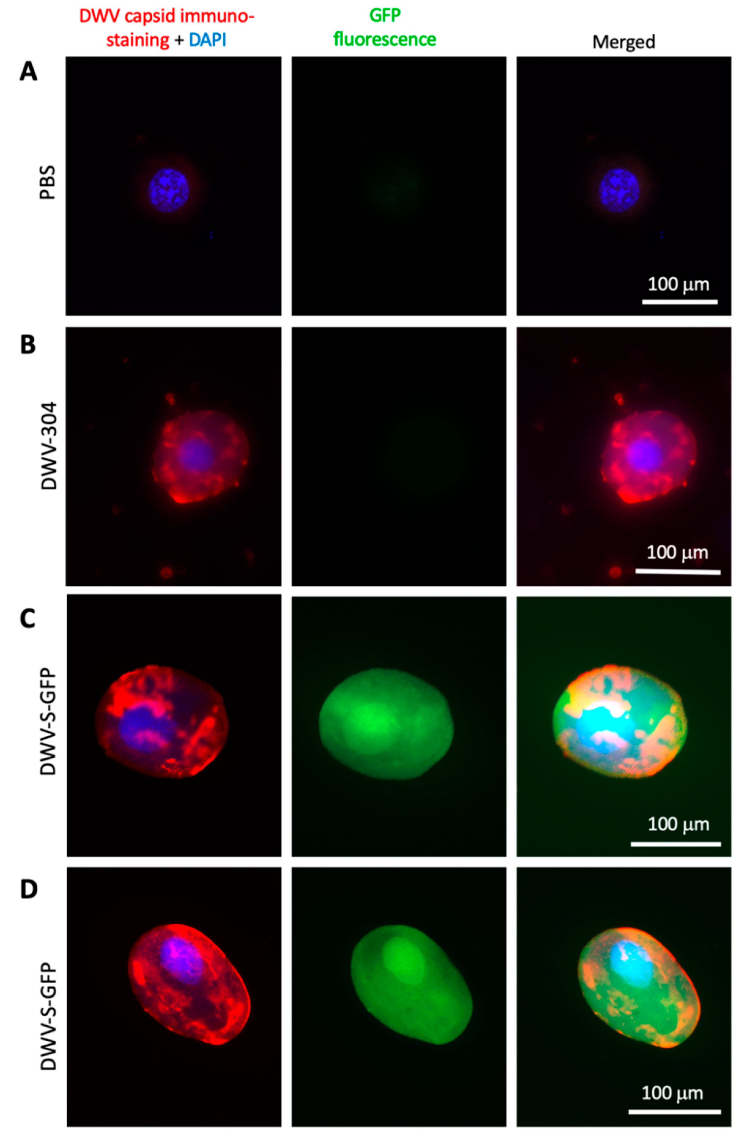 Viruses 12 00374 g006 Viruses 12 00374 g006