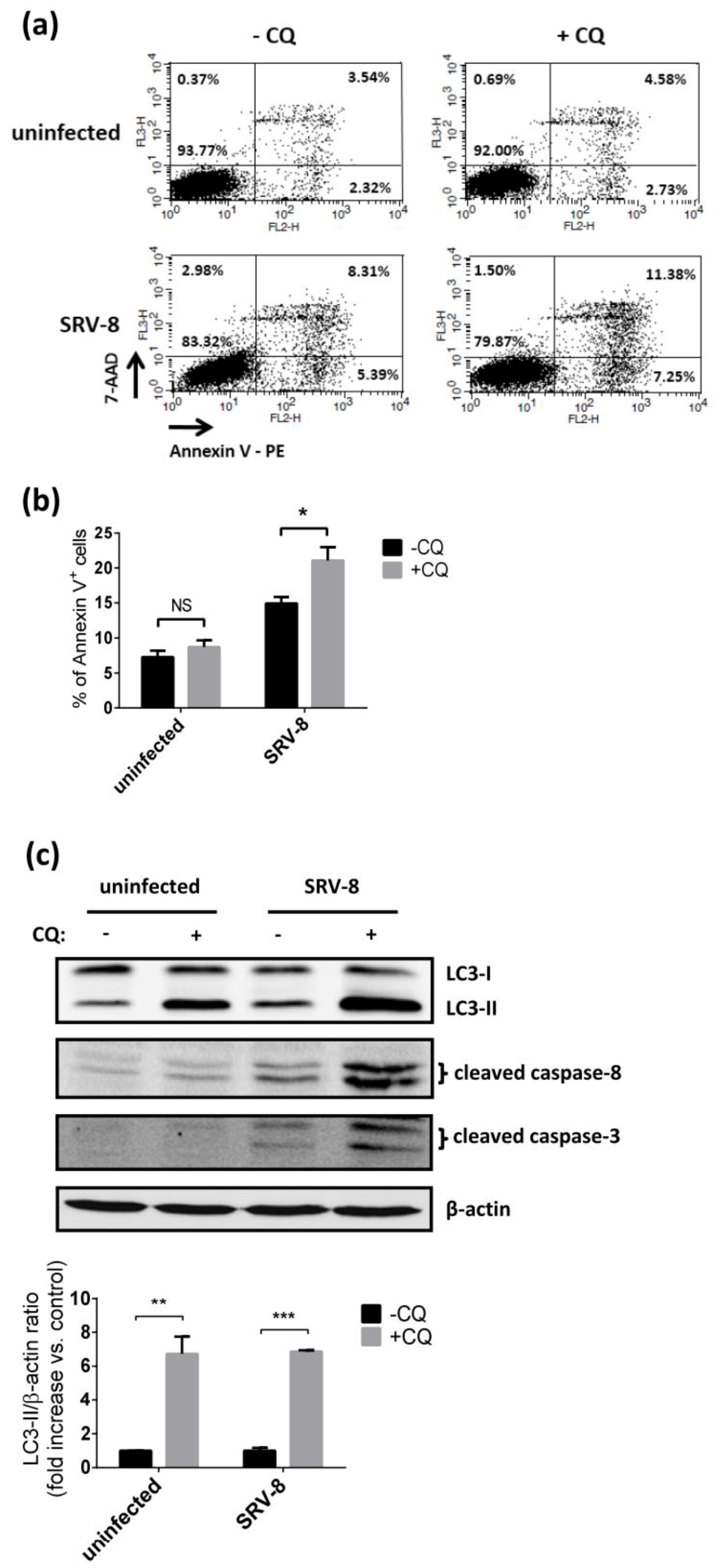 Viruses | Free Full-Text | Autophagy Induced by Simian Retrovirus