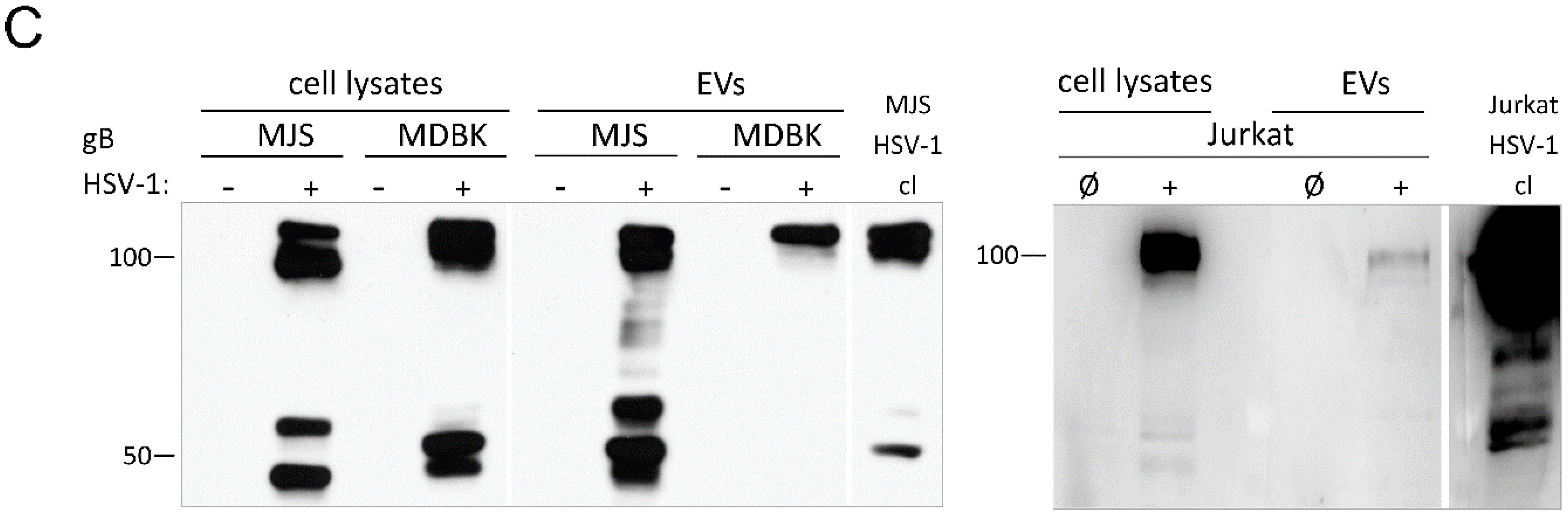 Viruses Free Full Text Alphaherpesvirus Gb Homologs Are Targeted To Extracellular Vesicles But They Differentially Affect Mhc Class Ii Molecules Html