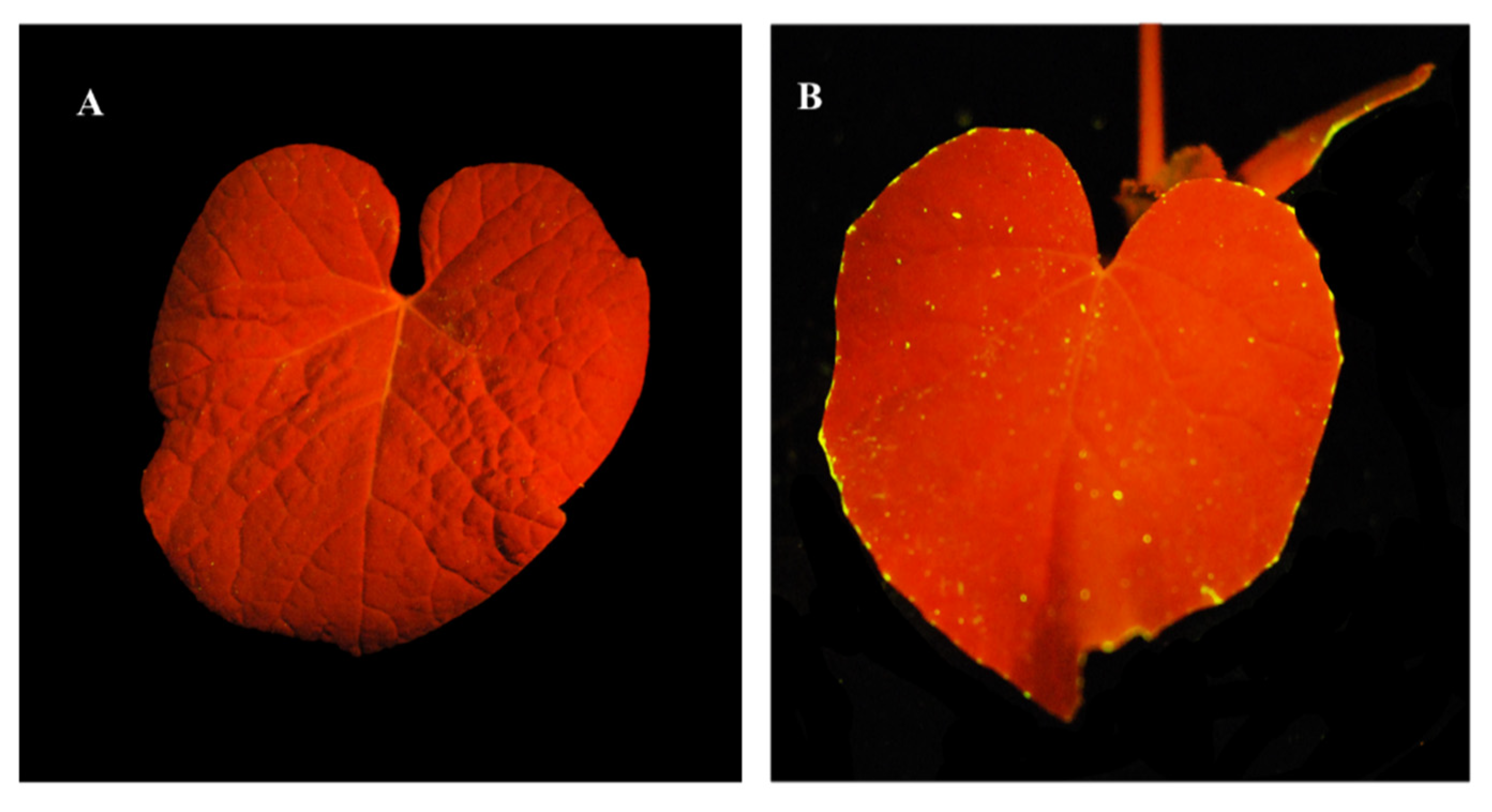 Viruses 12 00477 g003 Viruses 12 00477 g003