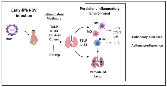 Viruses | Free Full-Text | Early-Life Respiratory Syncytial Virus ...