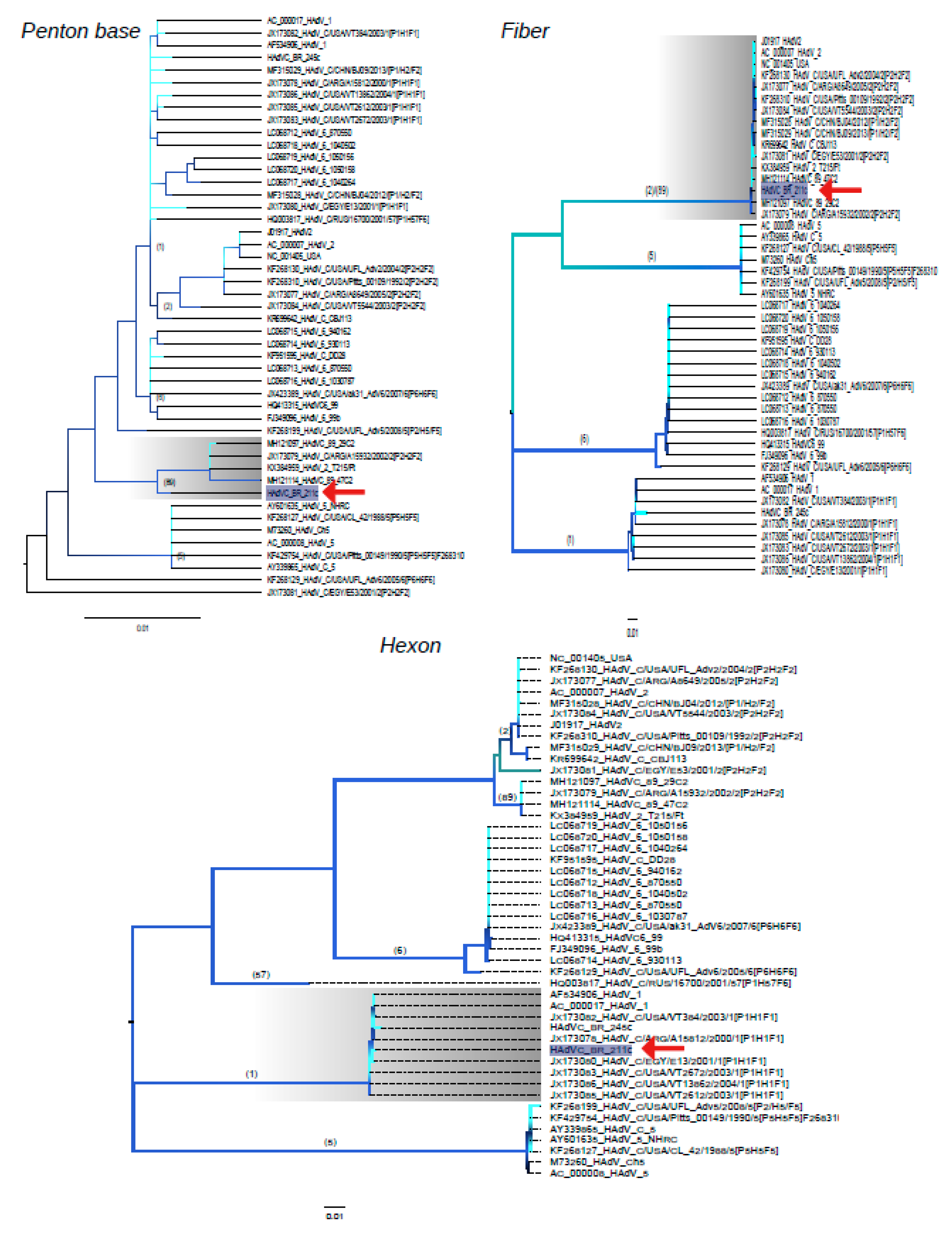 Viruses 12 00508 g002