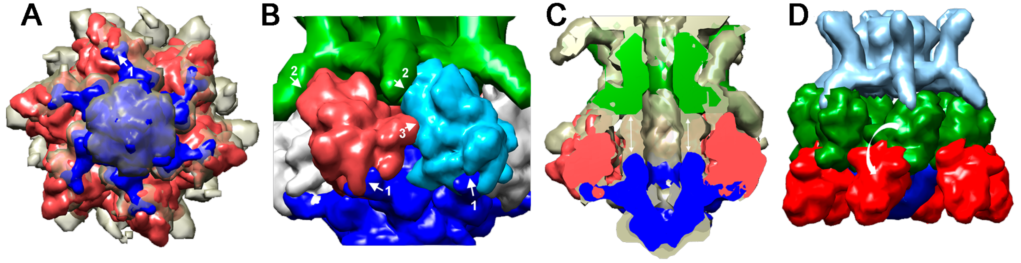 Viruses 12 00512 g007