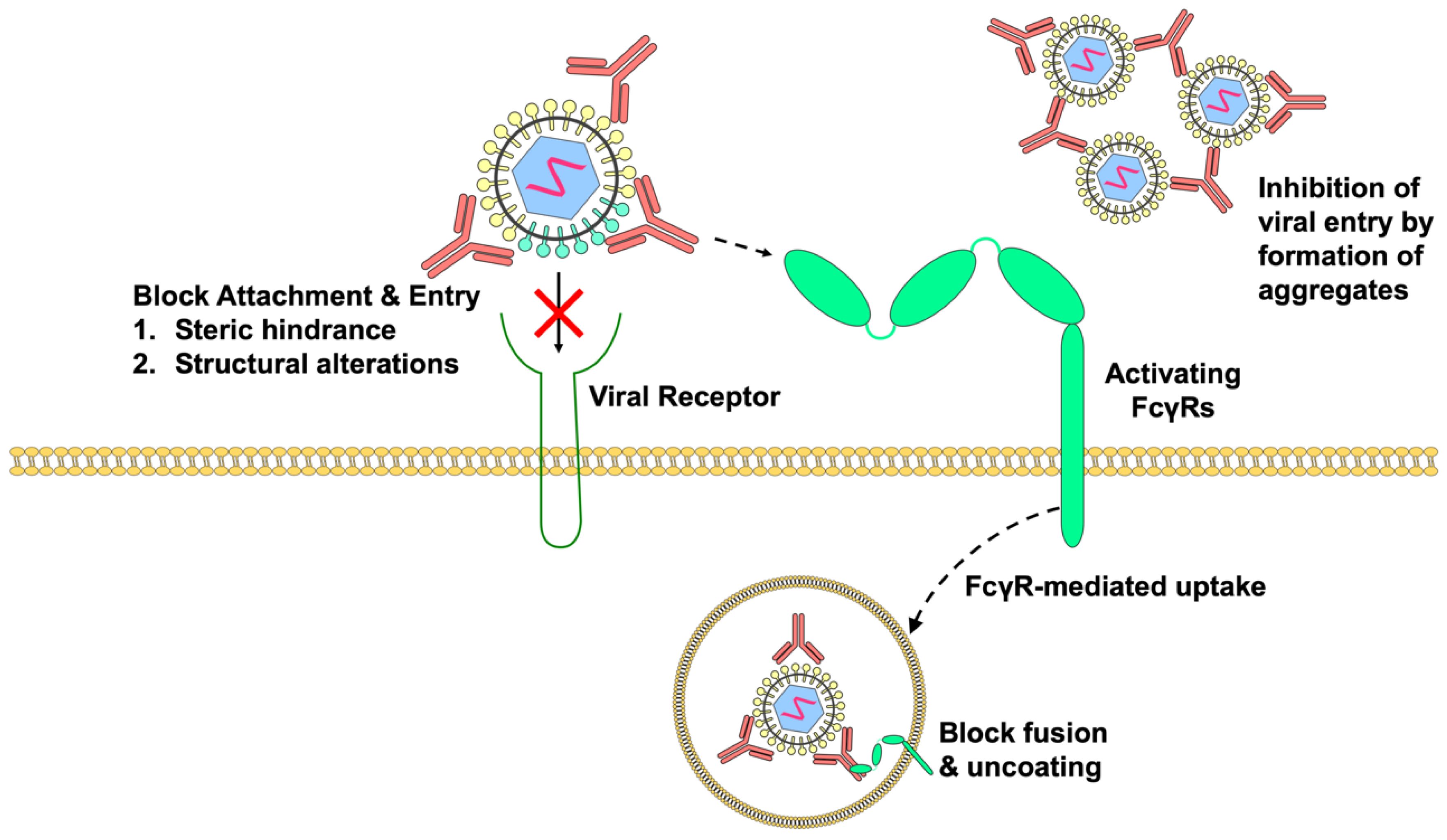 Viruses Fight antibodies. Viral absorption. Virulence of l lecanii virulence. Virulence of l lecanii.