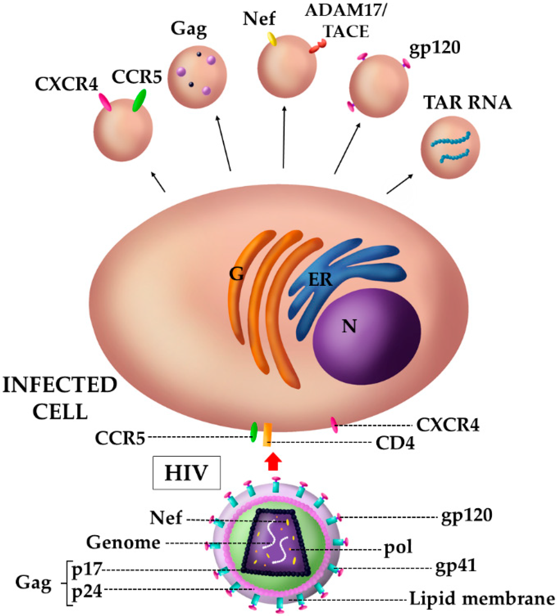 Viruses 12 00571 g002 Viruses 12 00571 g002