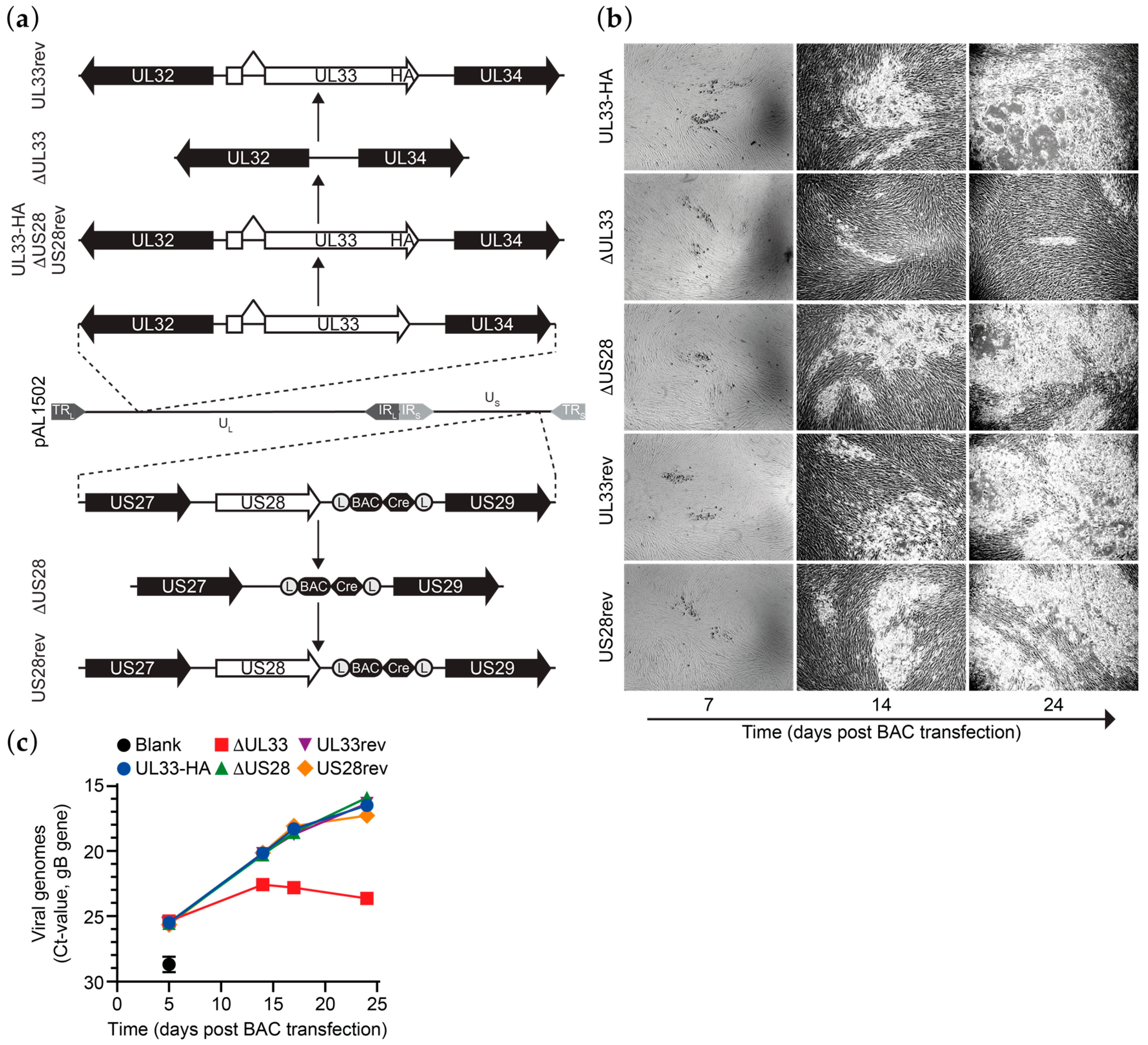 Viruses 12 00594 g001 Viruses 12 00594 g001