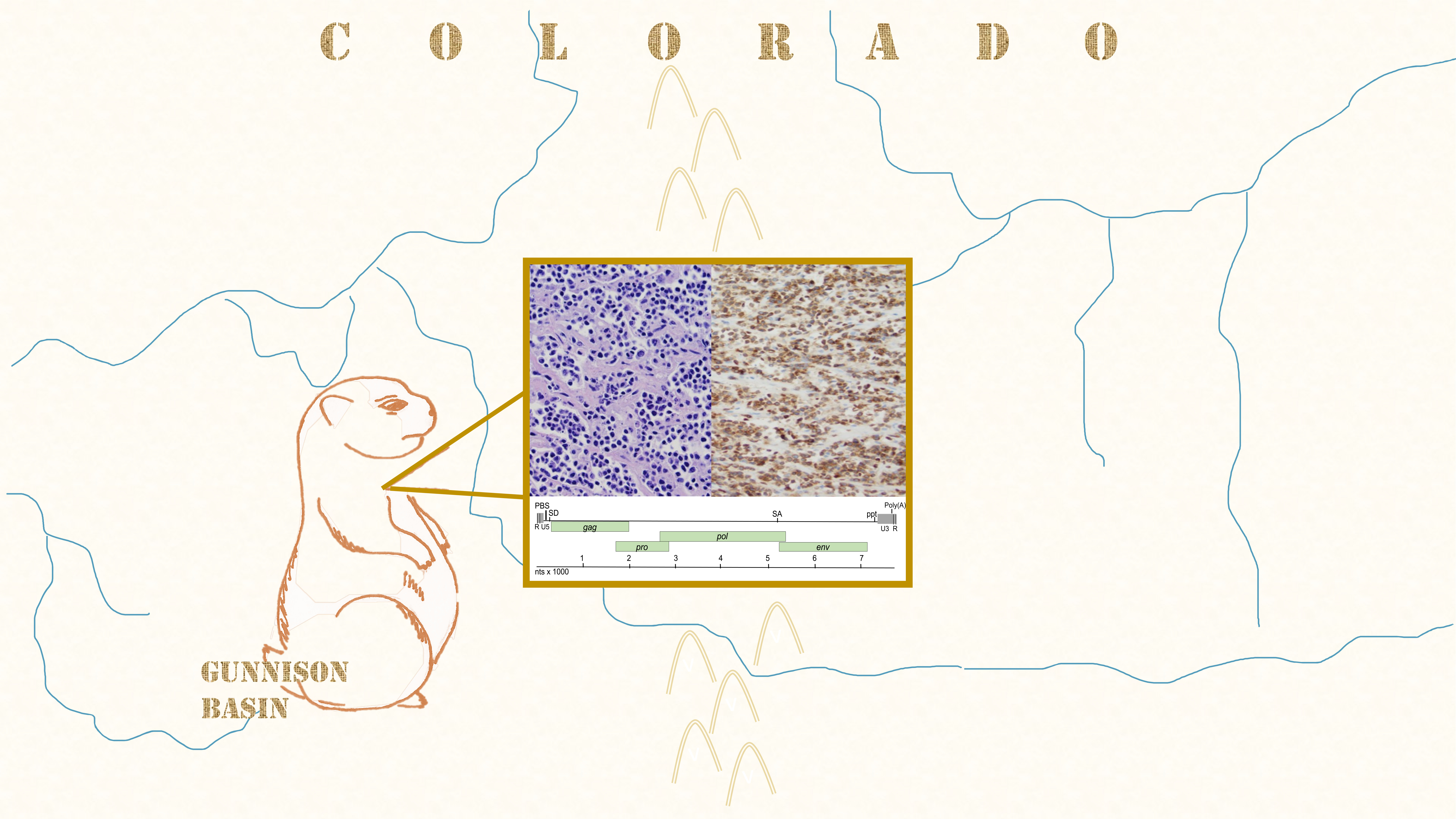 Viruses | Free Full-Text | A Novel Retrovirus (Gunnison's Prairie Dog  Retrovirus) Associated With Thymic Lymphoma in Gunnison's Prairie Dogs in  Colorado, USA | HTML