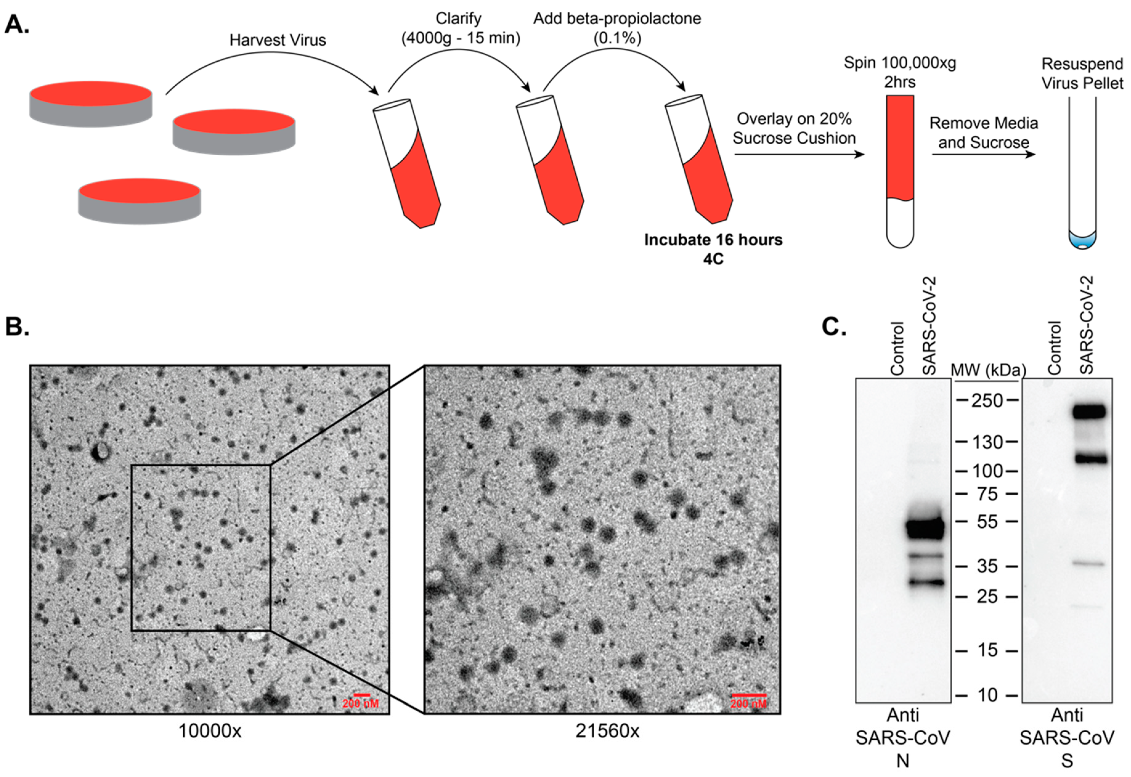 Viruses Free Full Text Propagation Inactivation And Safety Testing Of Sars Cov 2