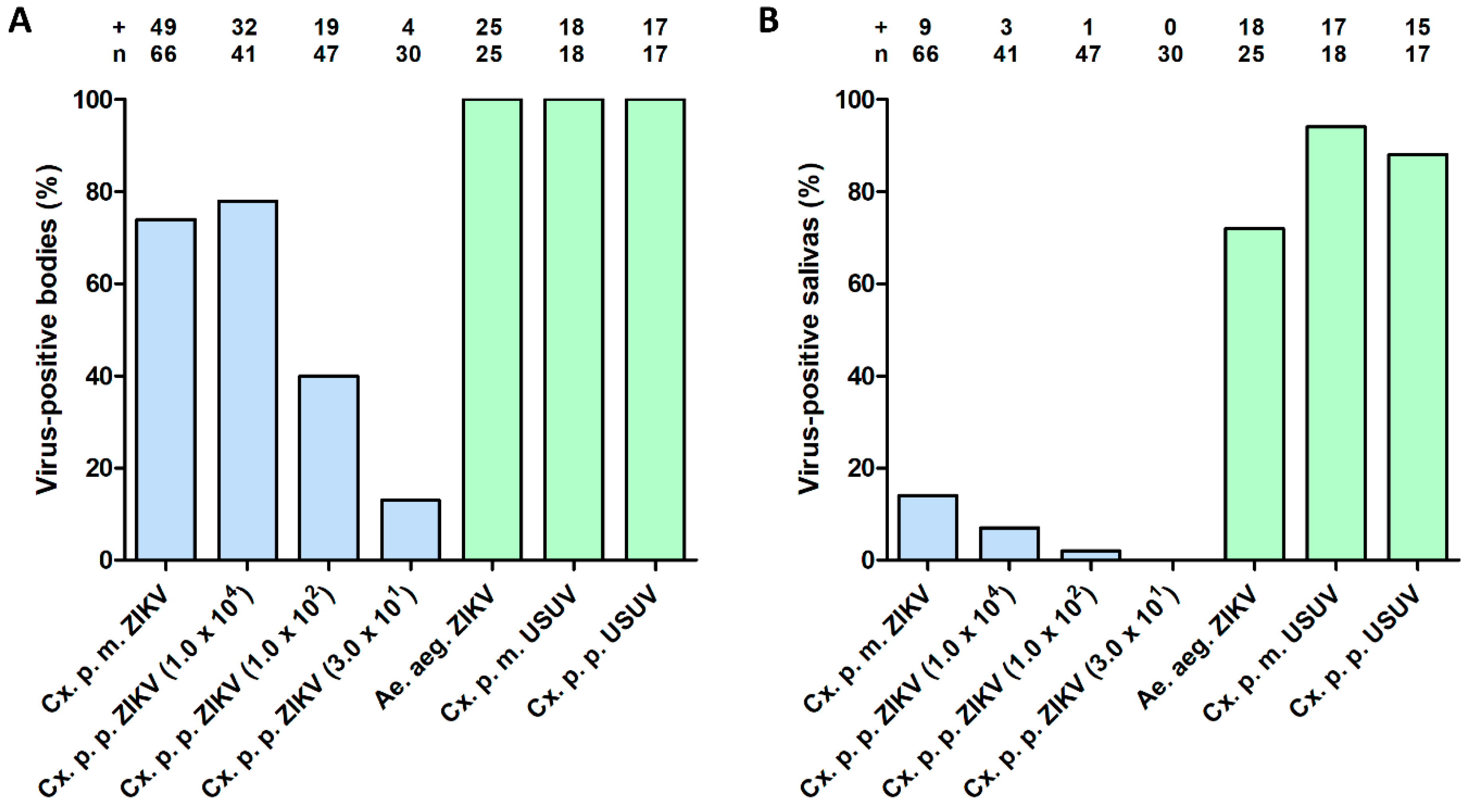 Viruses Free Full Text Forced Zika Virus Infection Of Culex Pipiens Leads To Limited Virus Accumulation In Mosquito Saliva Html