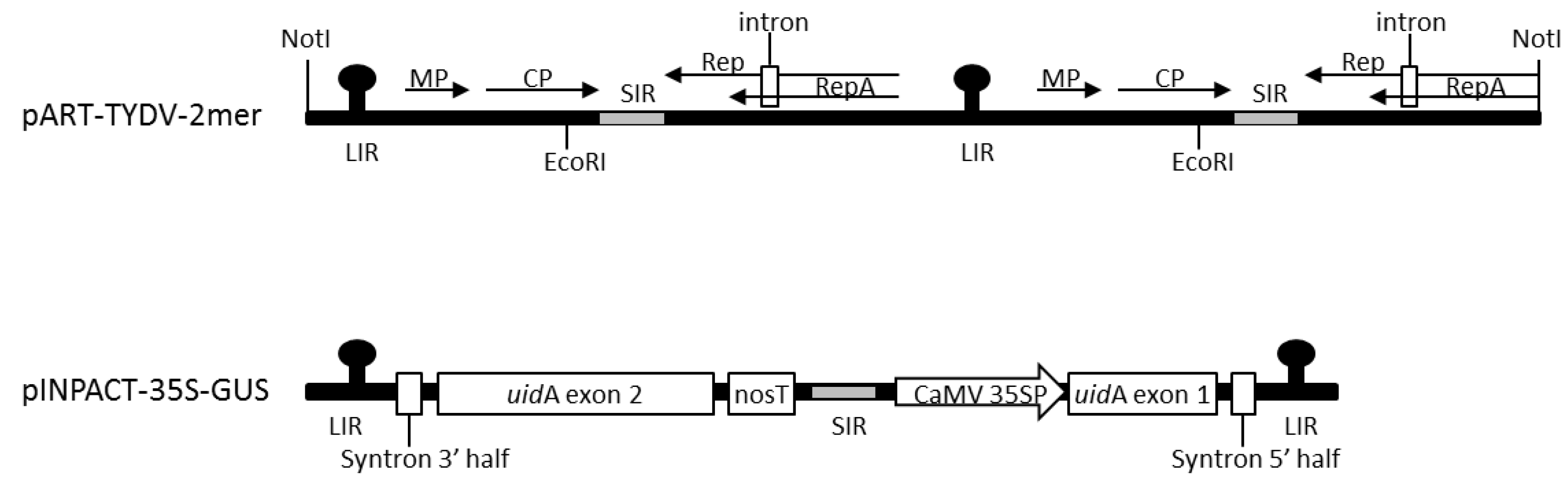 Viruses 12 00688 g001 Viruses 12 00688 g001