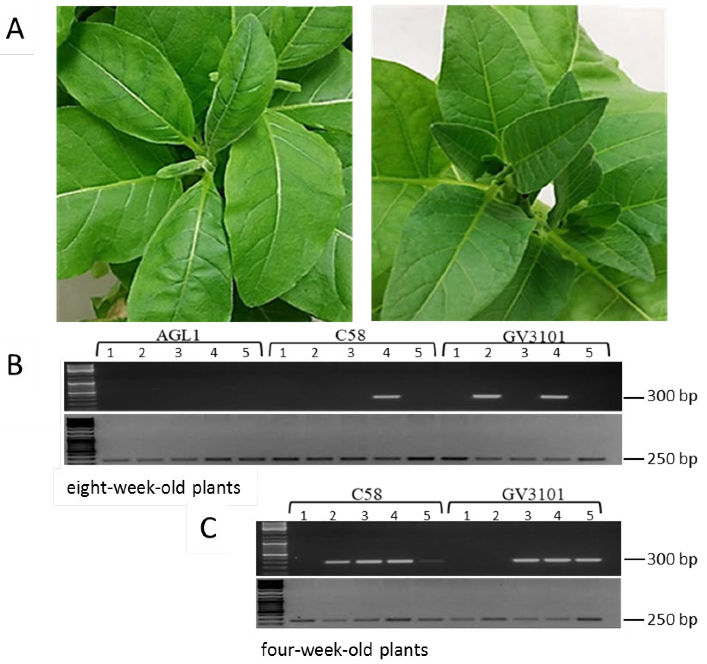 Viruses 12 00688 g002 Viruses 12 00688 g002
