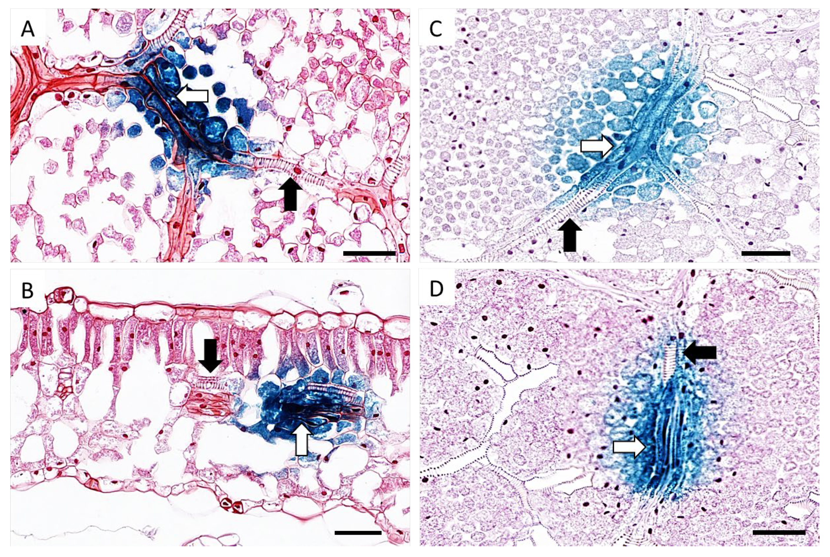Viruses 12 00688 g004 Viruses 12 00688 g004