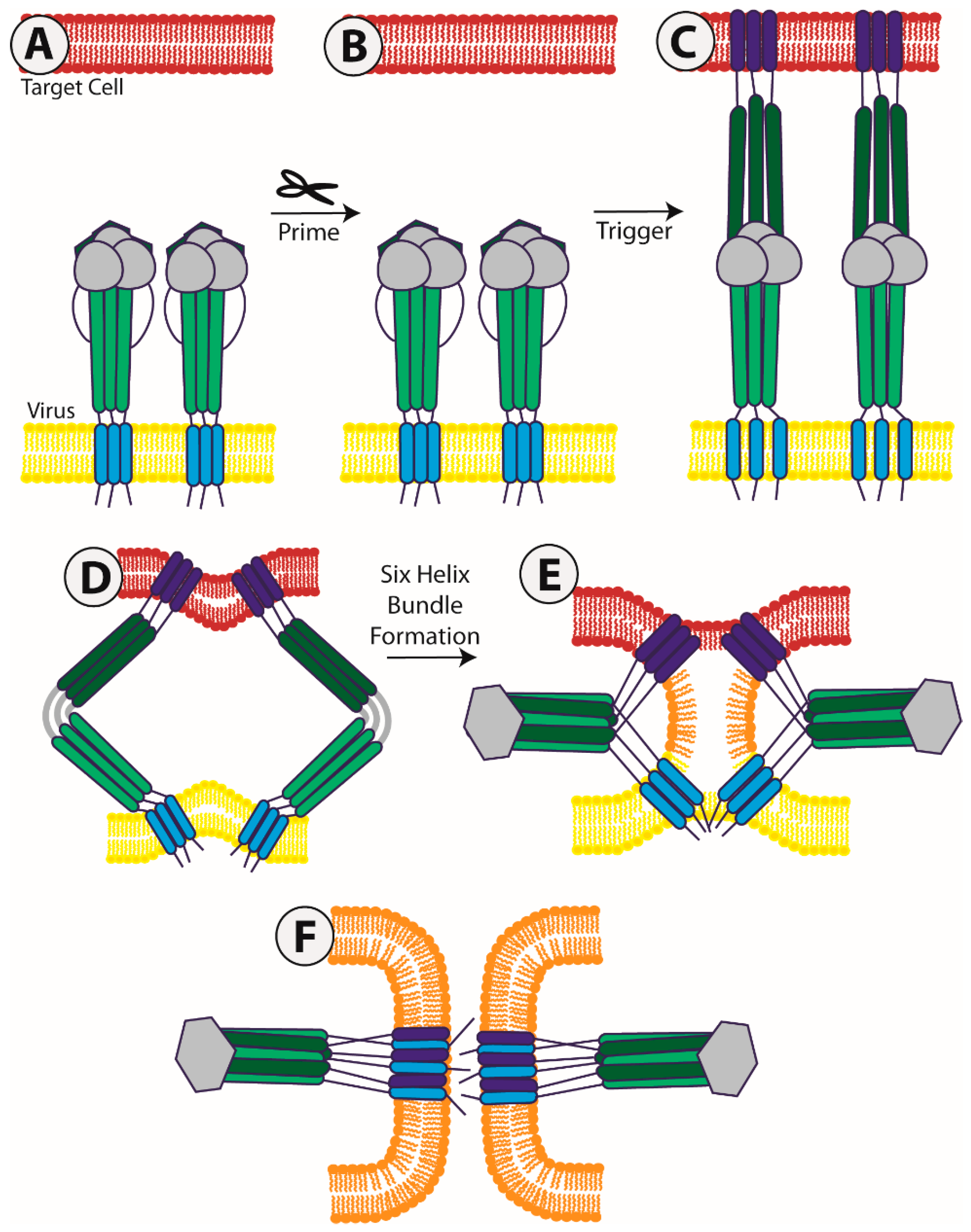 Viruses | Free Full-Text | Viral Membrane Fusion and the Transmembrane  Domain