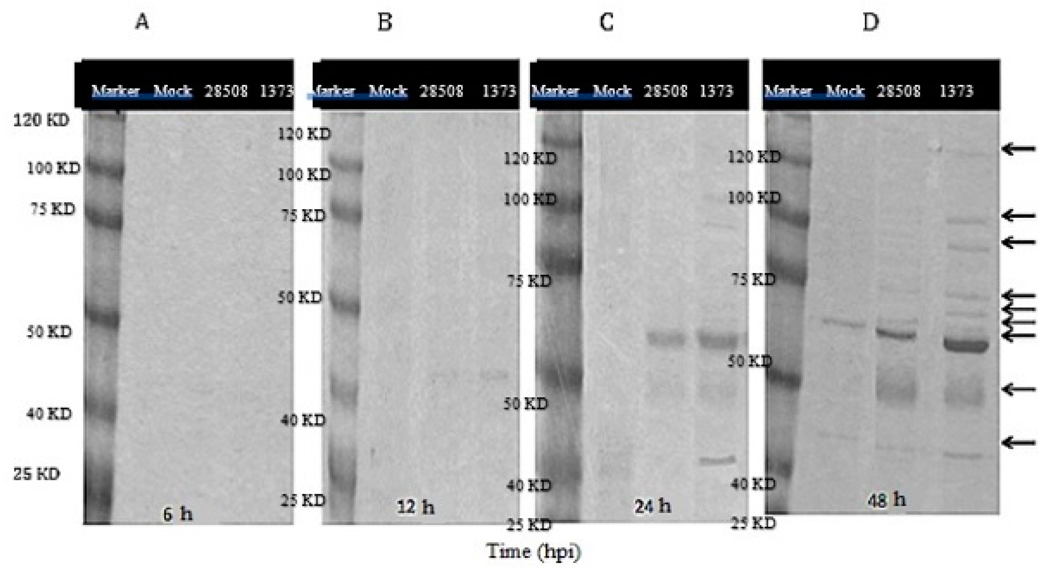 Viruses 12 00701 g009 Viruses 12 00701 g009