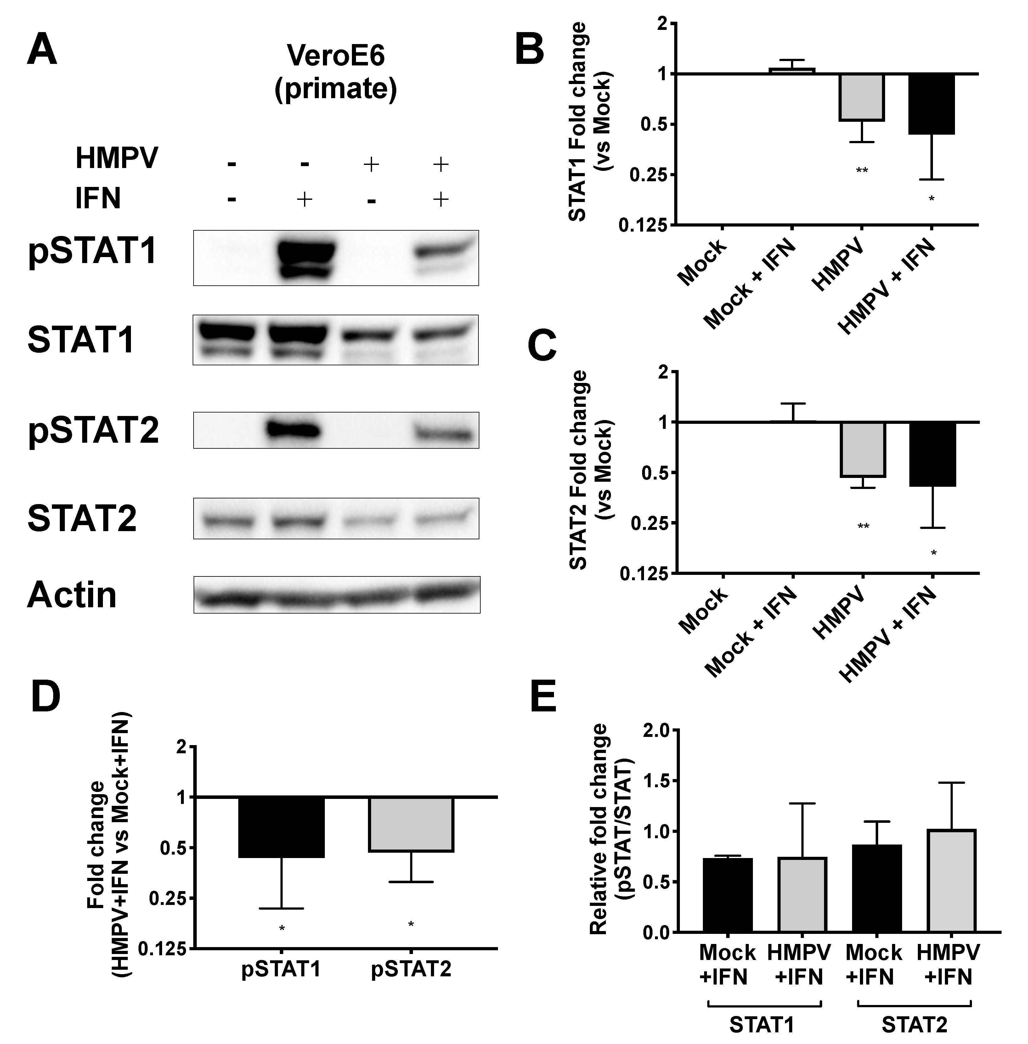 Viruses 12 00724 g003 Viruses 12 00724 g003