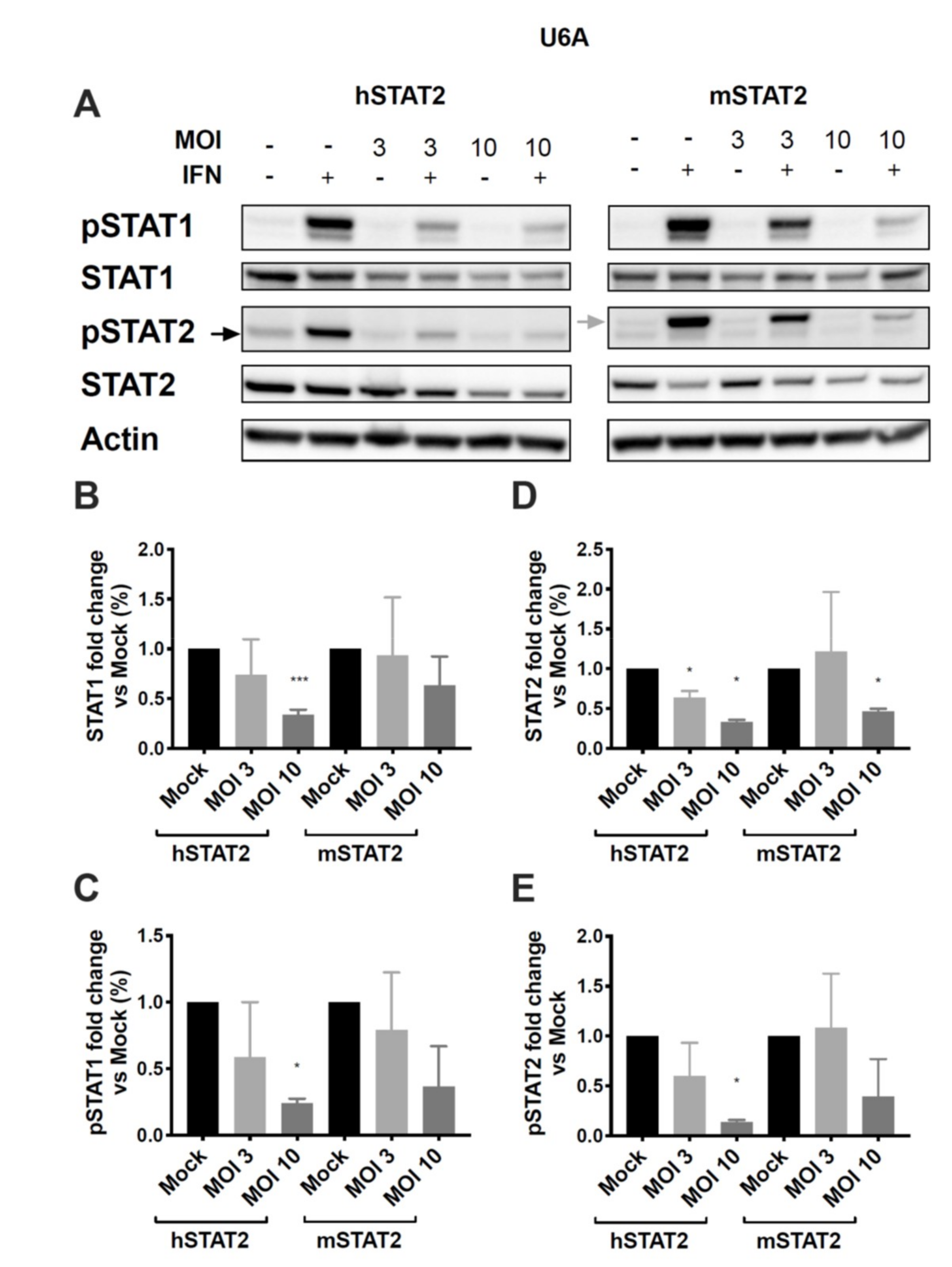 Viruses 12 00724 g006 Viruses 12 00724 g006